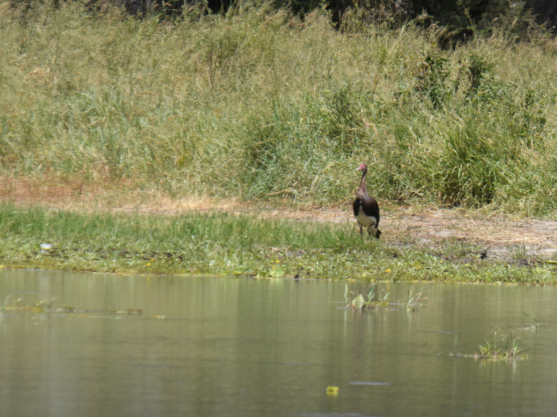 Spur-winged Goose