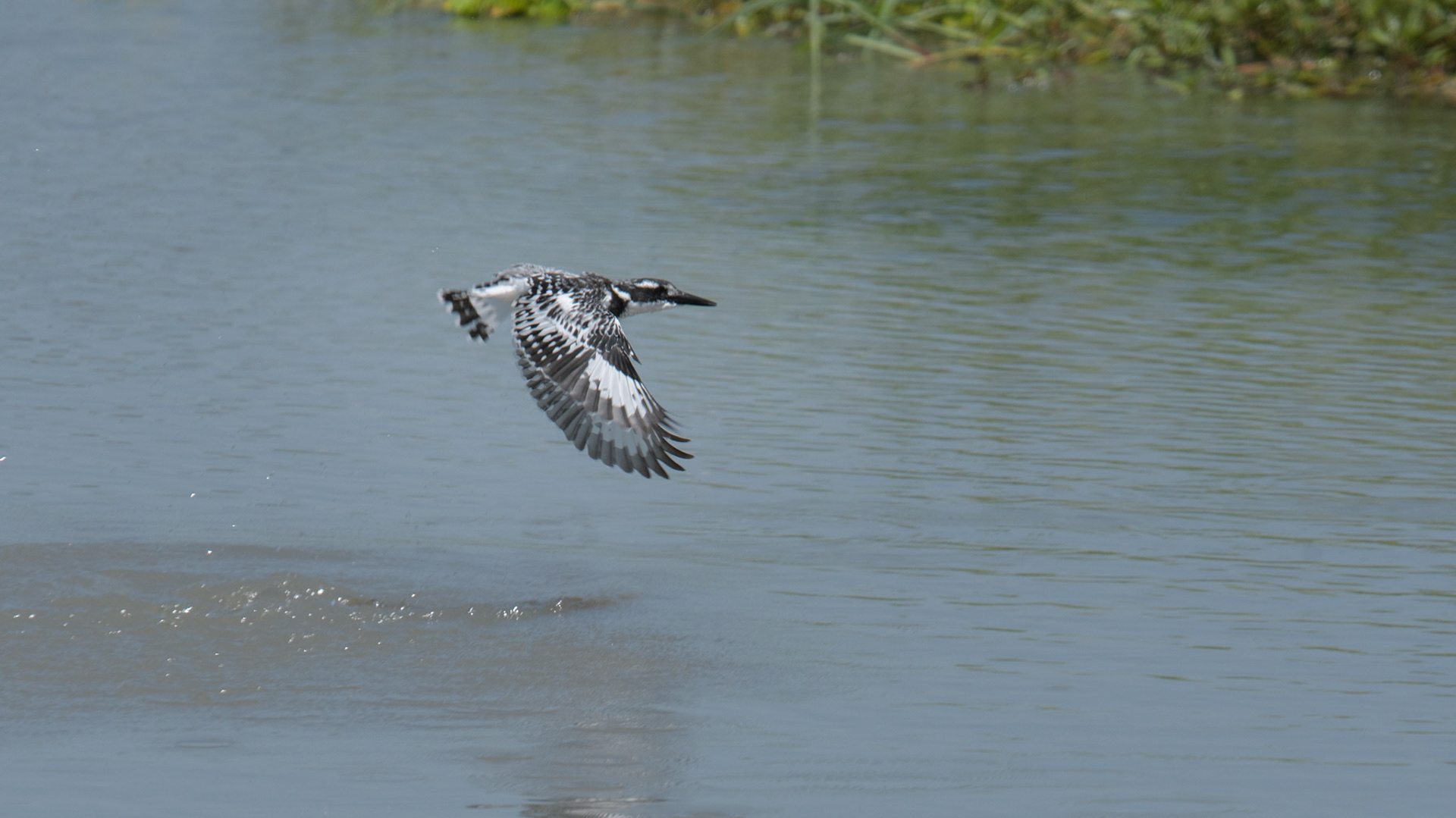 Pied Kingfisher