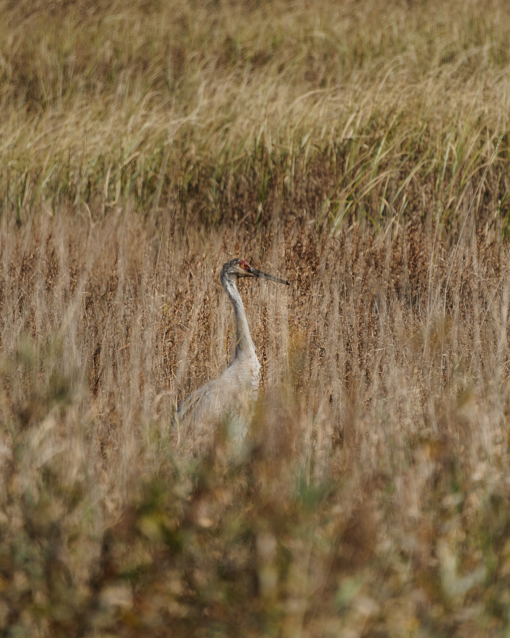 Sandhill crane