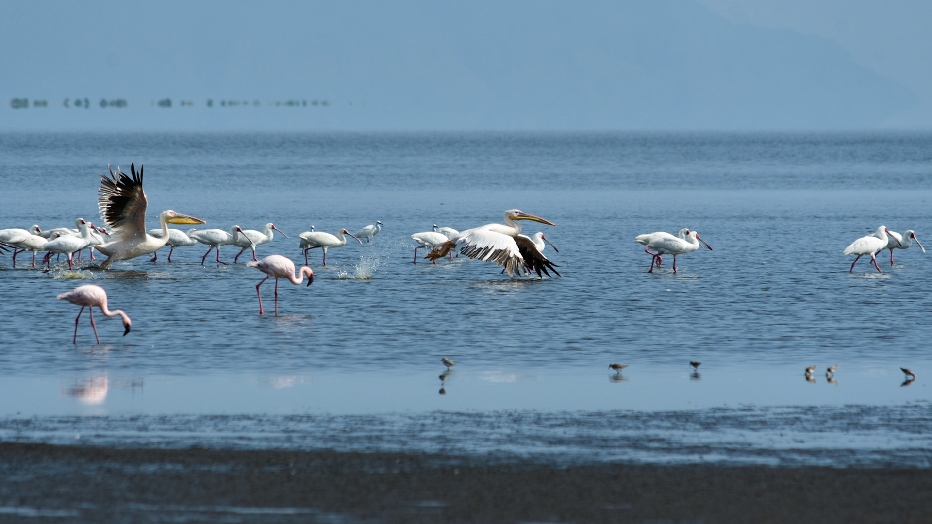 Greater Flamingo , Great White Pelican, African Spoonbill, Little Egret, Sandpipers