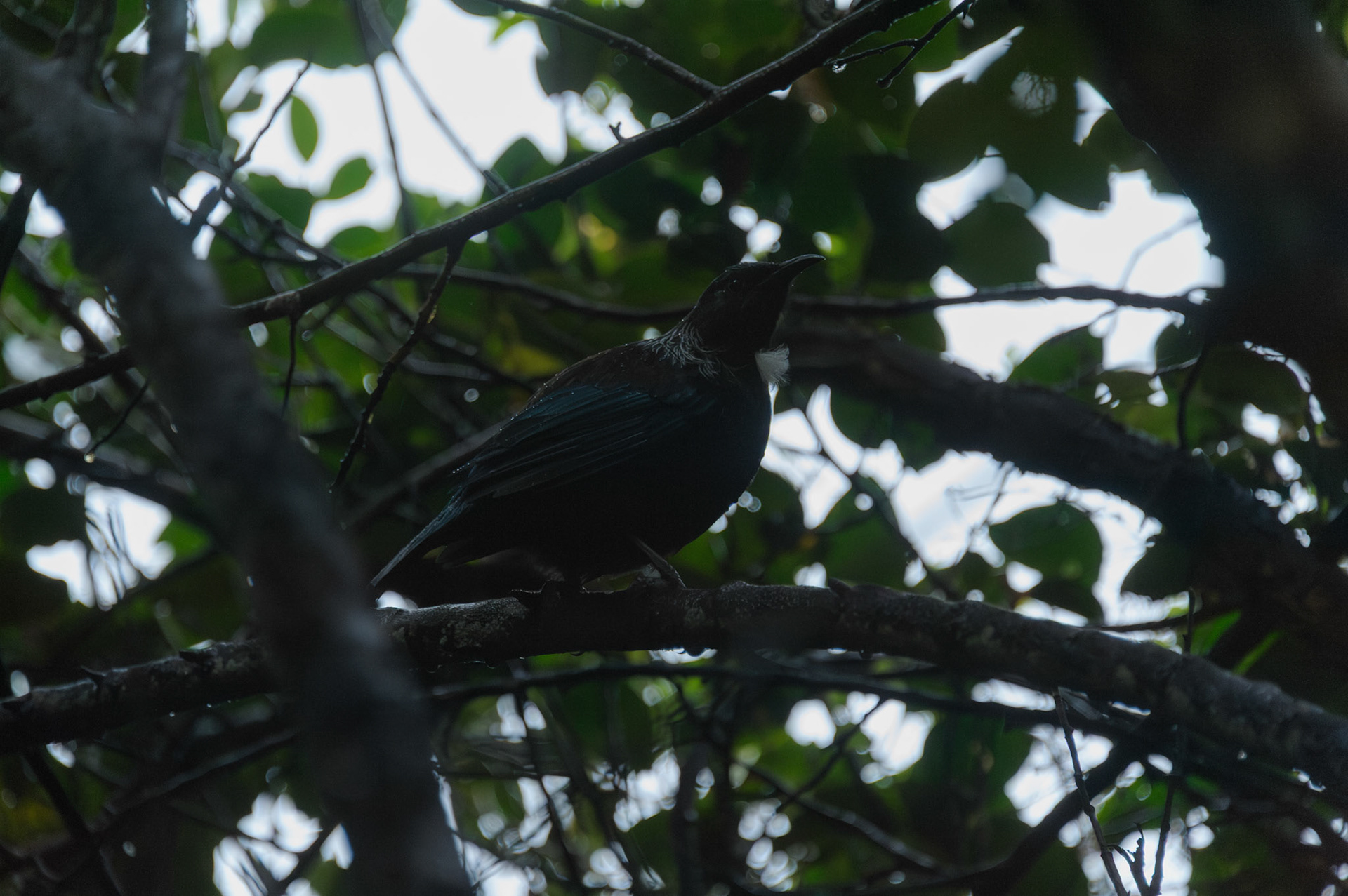 Tūī (Tui)