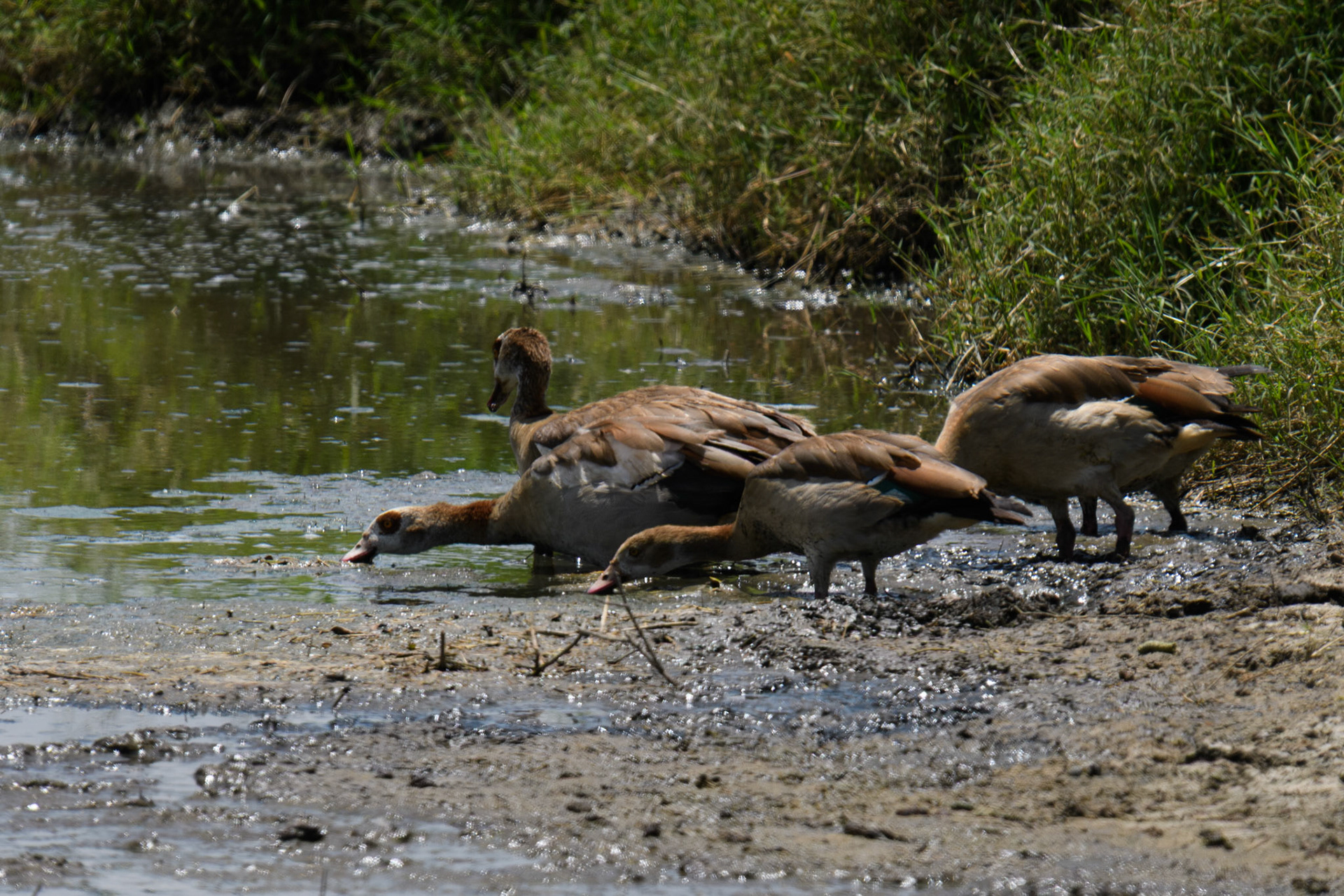 Egyptian Geese