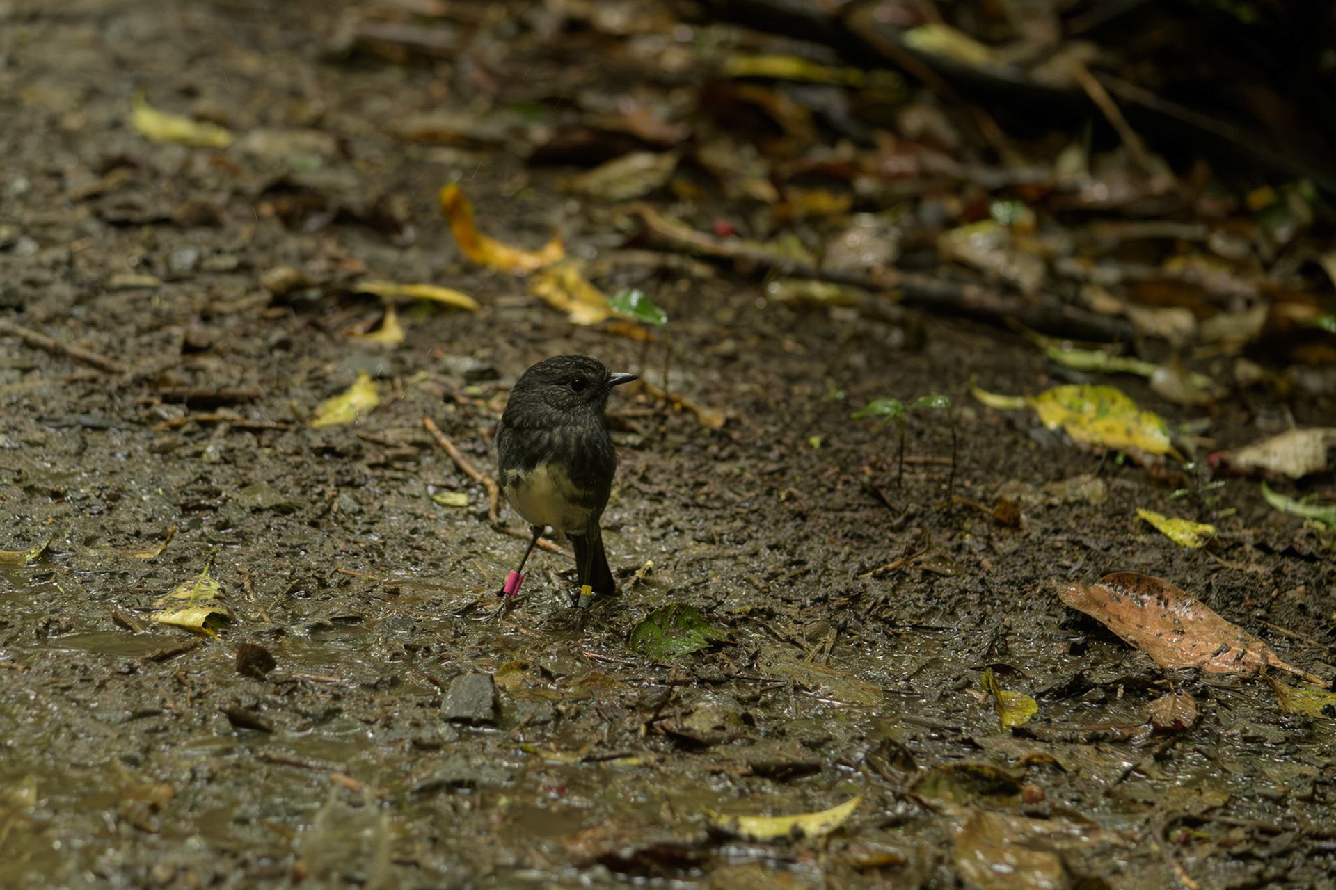 Toutouwai (North Island Robin)