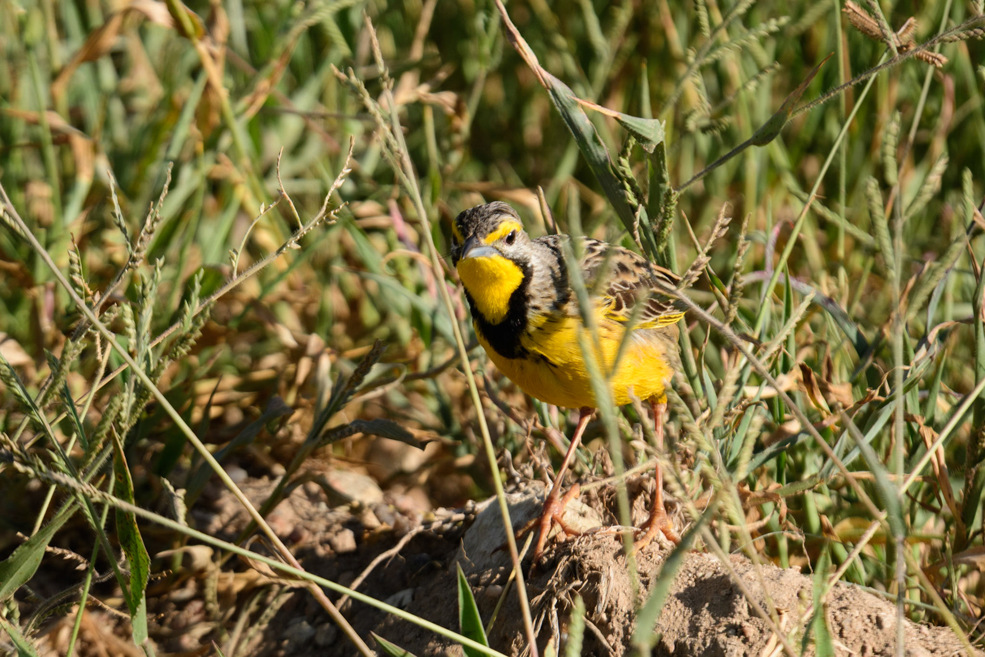 Yellow-Throated Longclaw