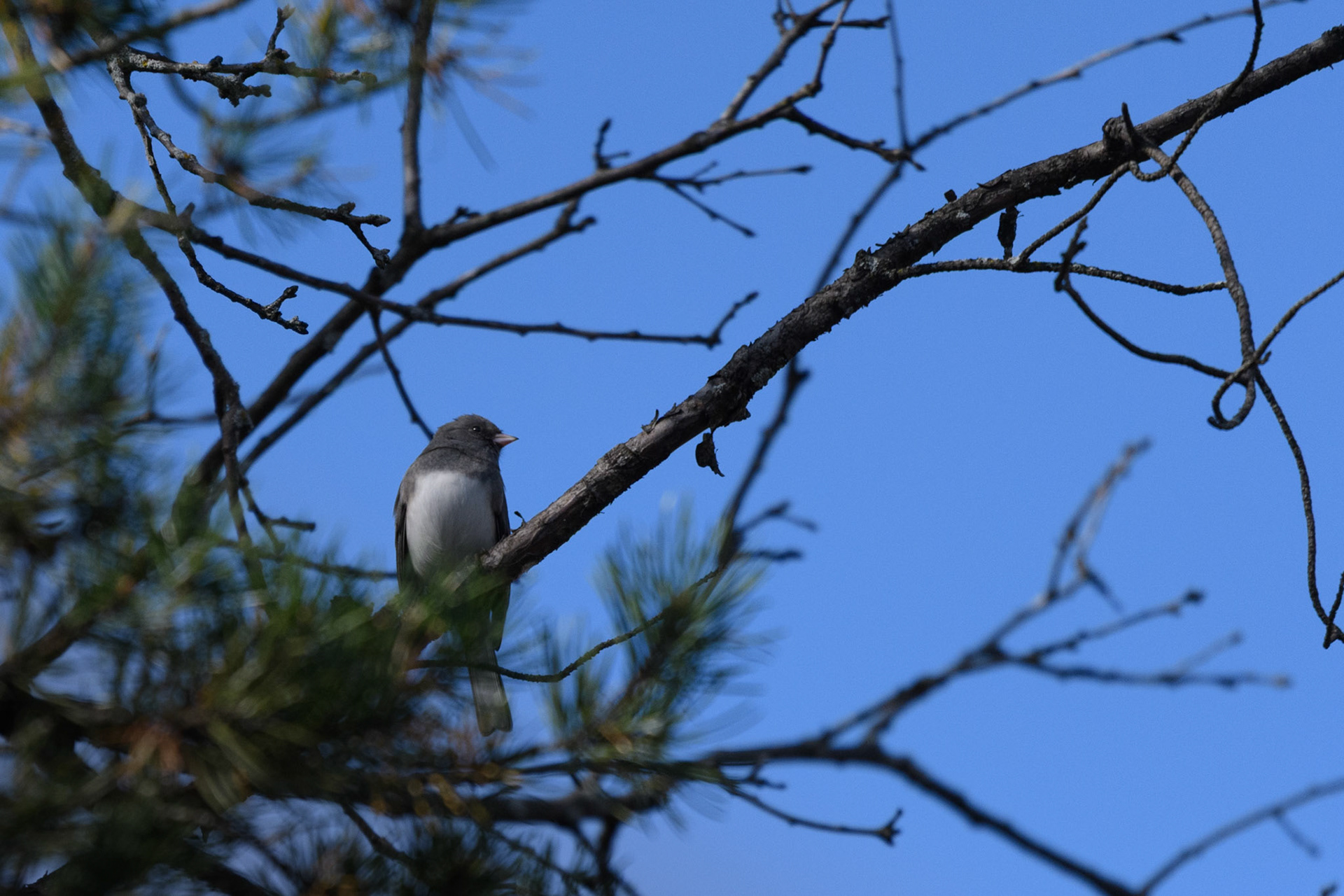 Dark-eyed junco