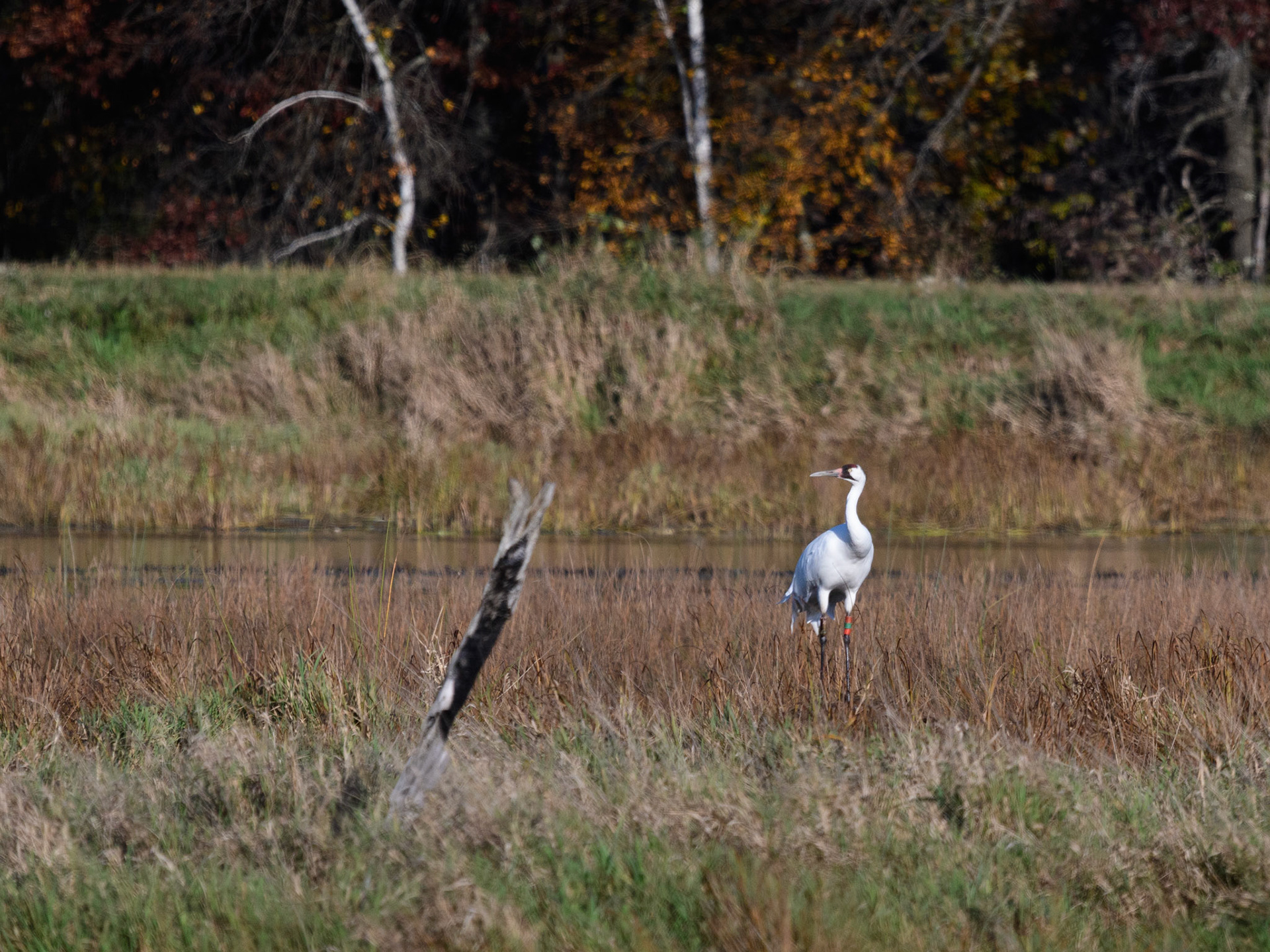 Whooping Crane
