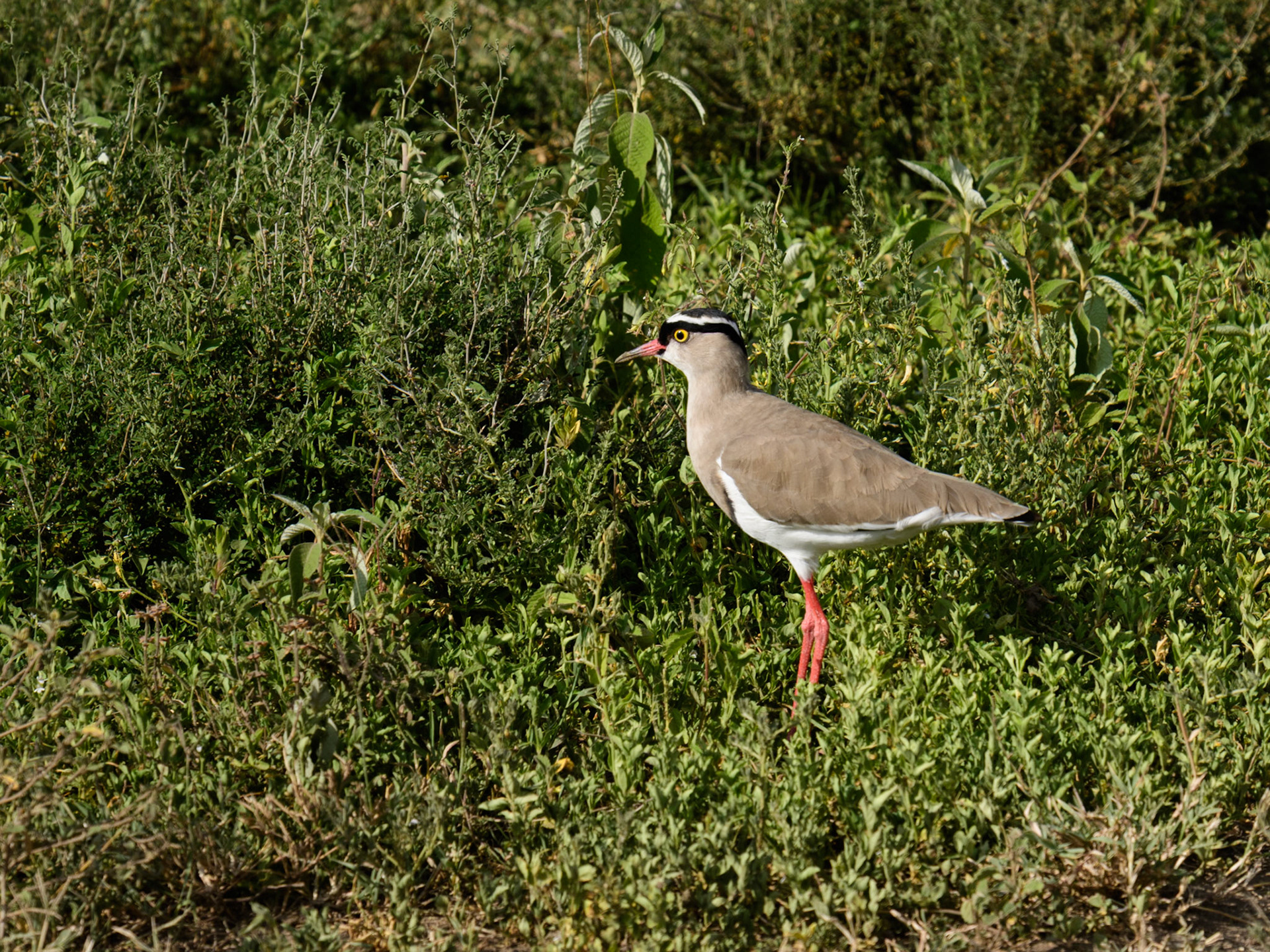 Crowned Lapwing