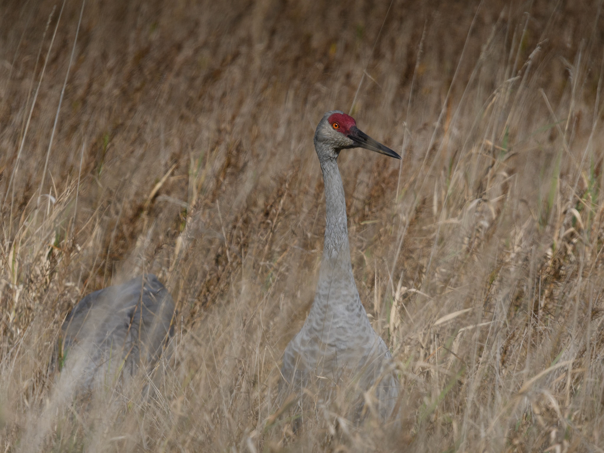 Sandhill crane