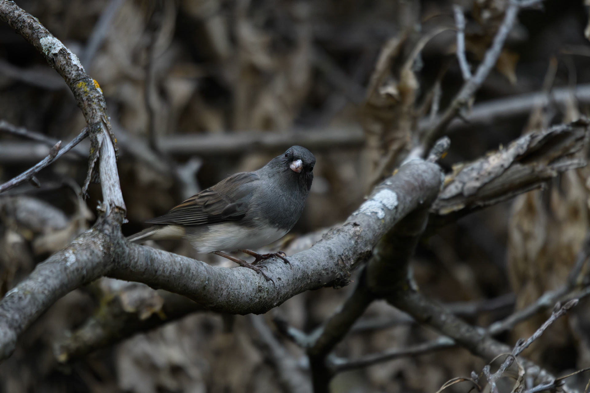 Dark-eyed junco
