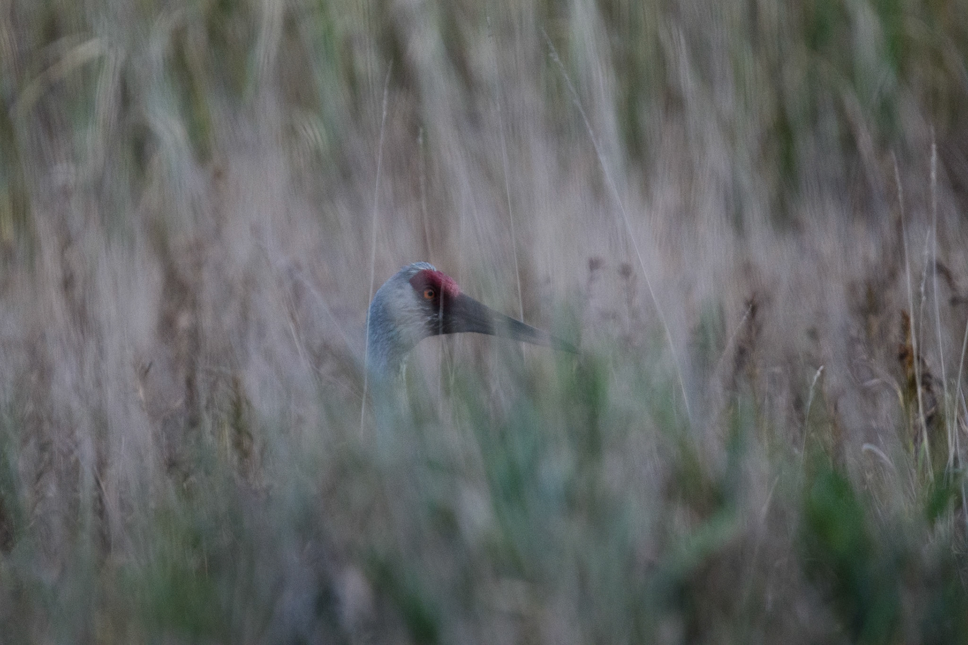 Sandhill crane