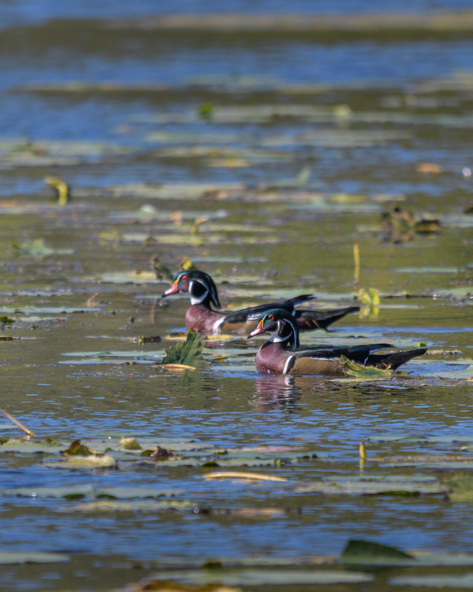 Wood Duck