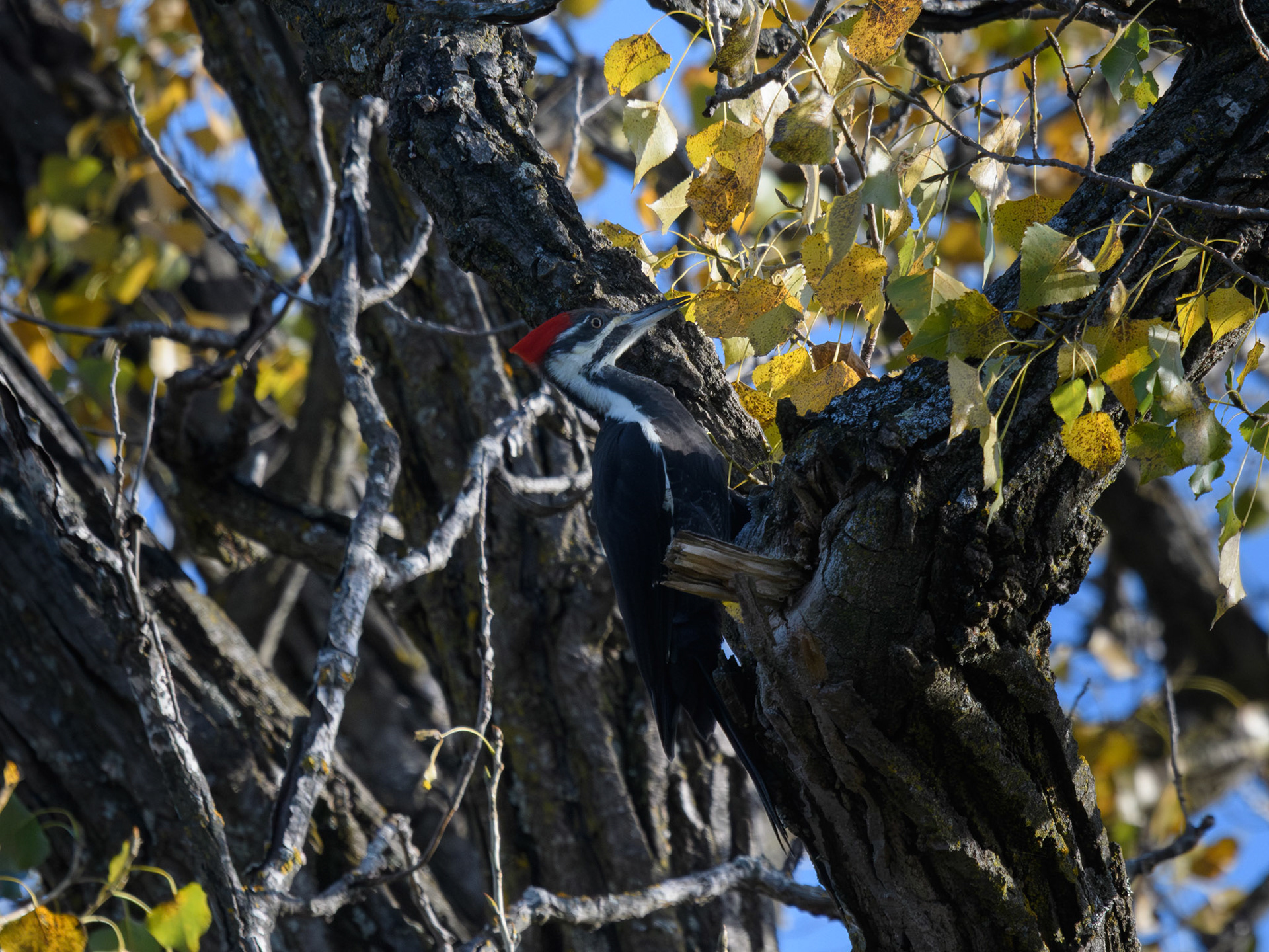 Pileated woodpecker