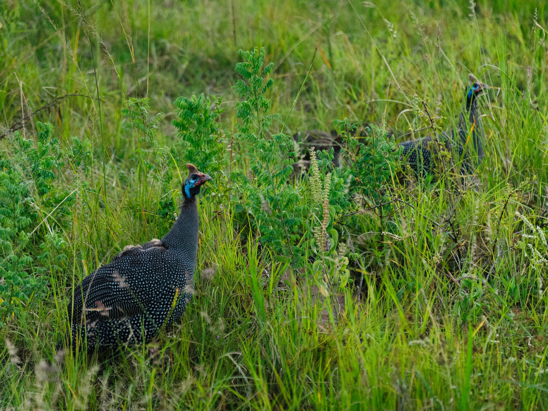 Helmeted Guineafowl