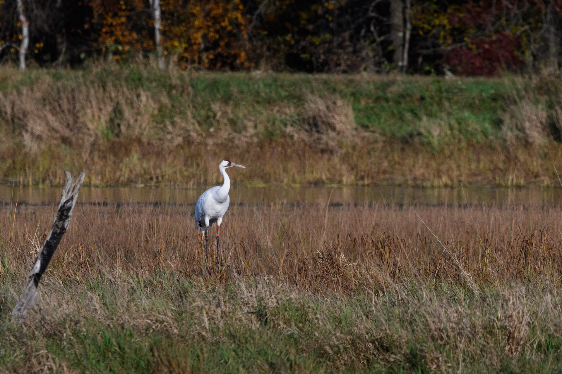 Whooping Crane