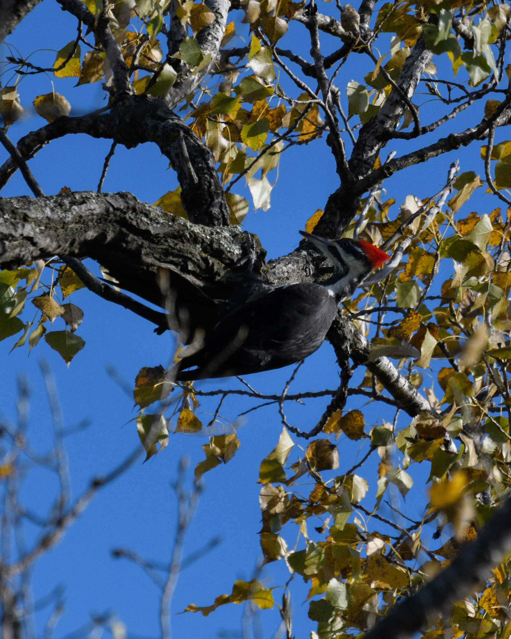 Pileated woodpecker