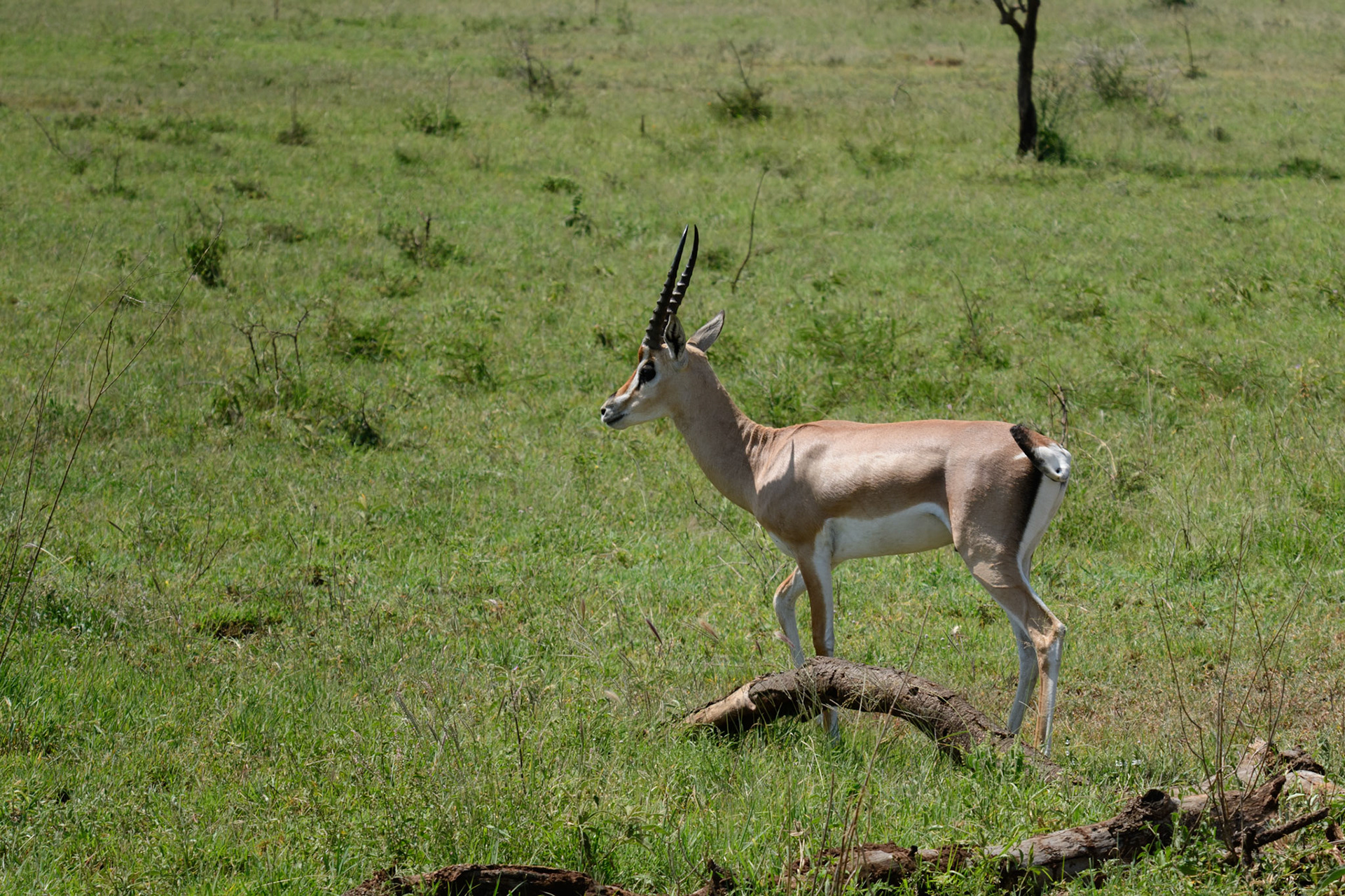 Grant’s Gazelle