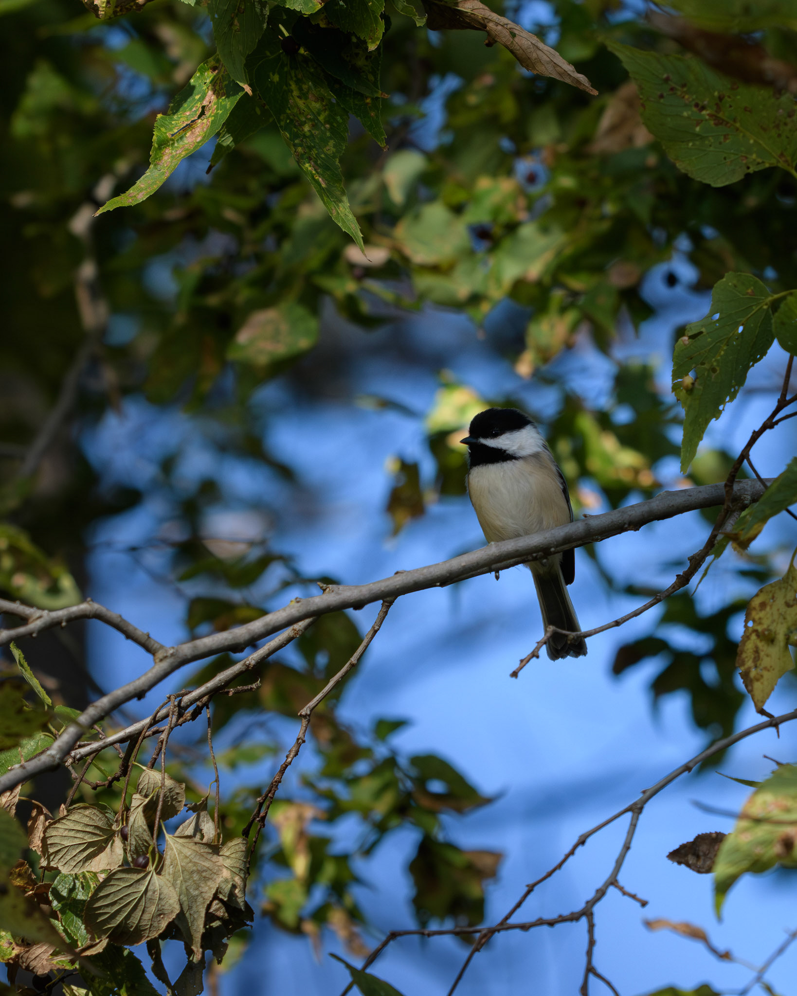 Black-capped Chickadee