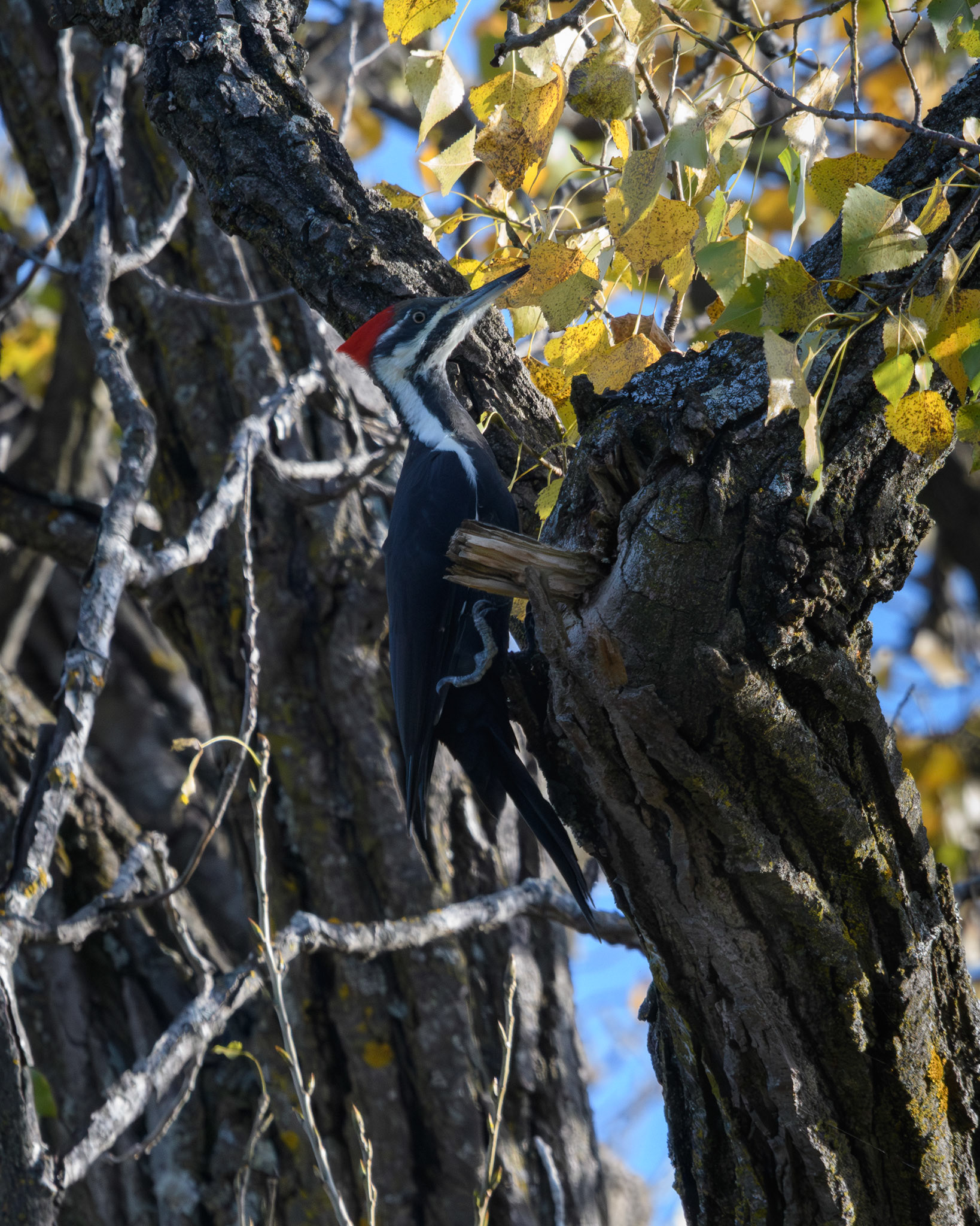 Pileated woodpecker