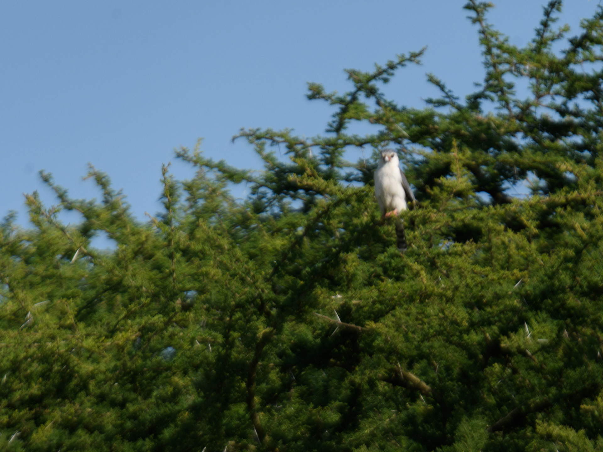 Pygmy Falcon