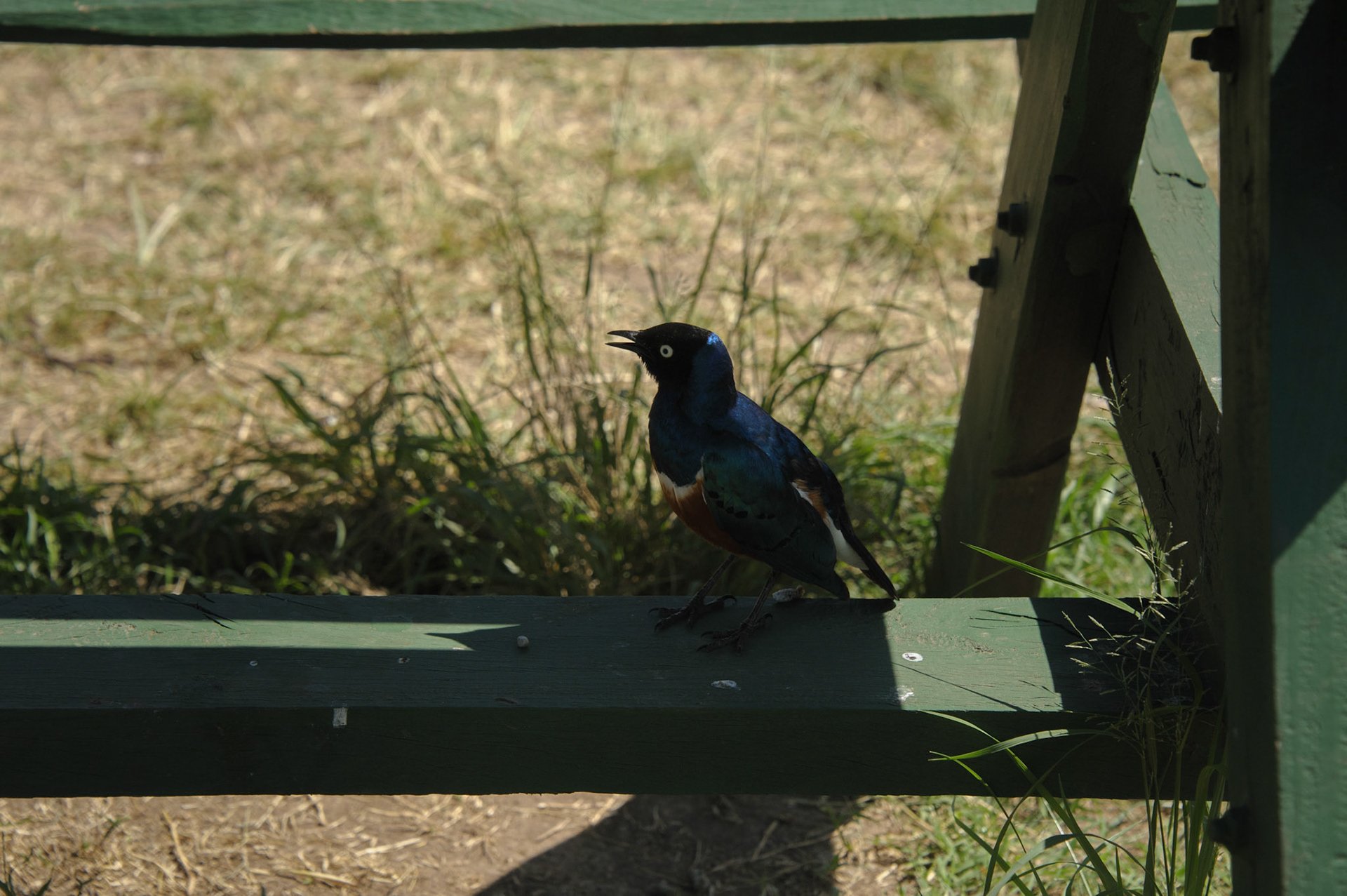Superb Starling