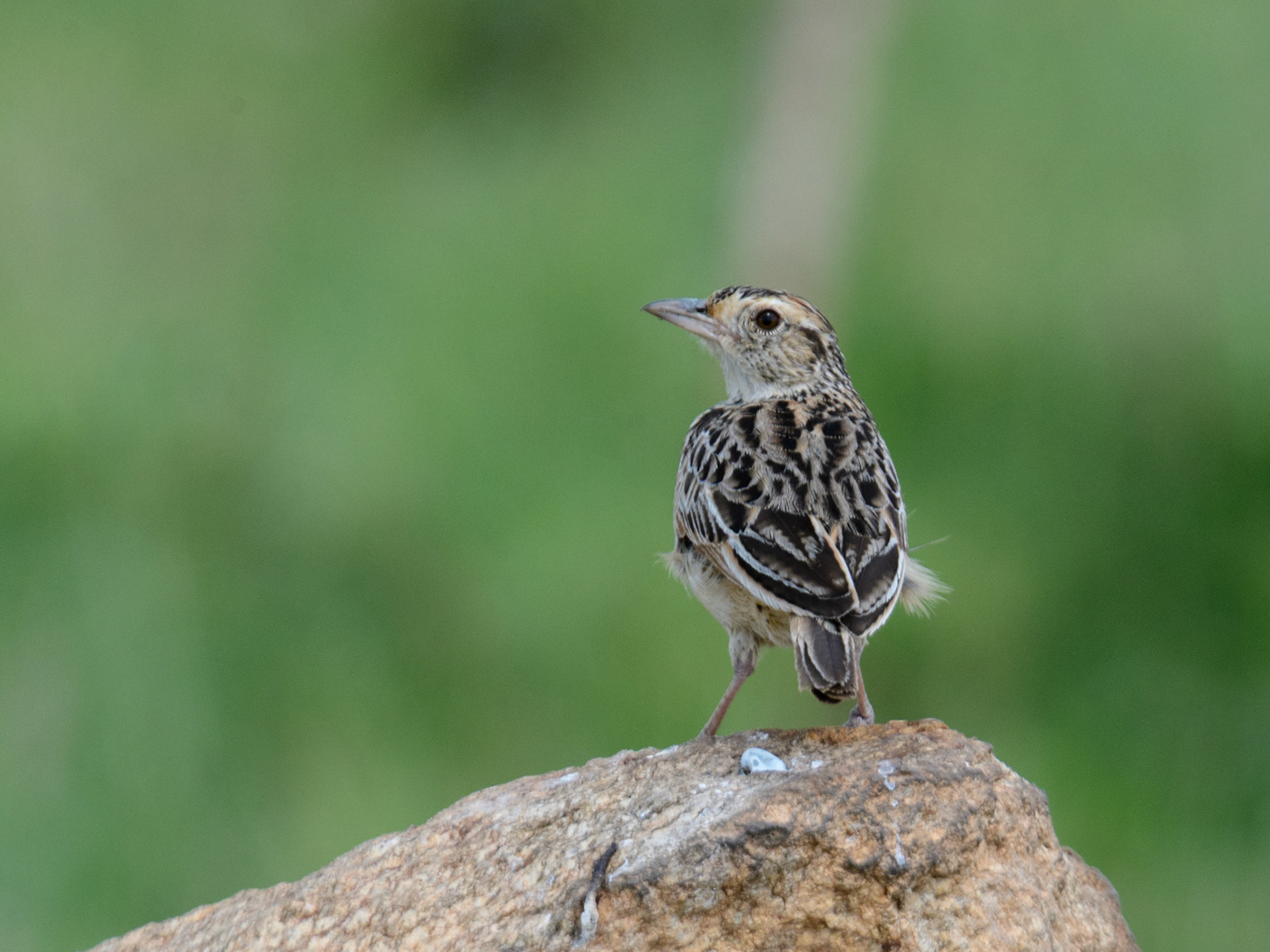 Singing Bush Lark