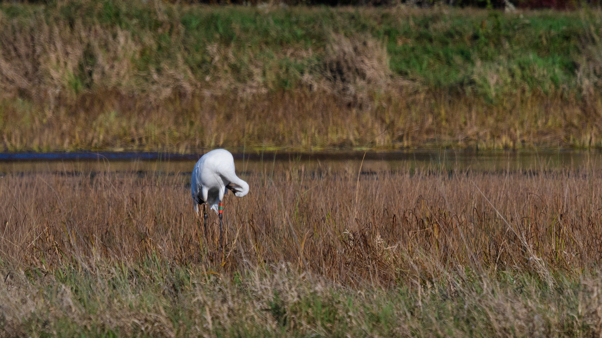 Whooping Crane