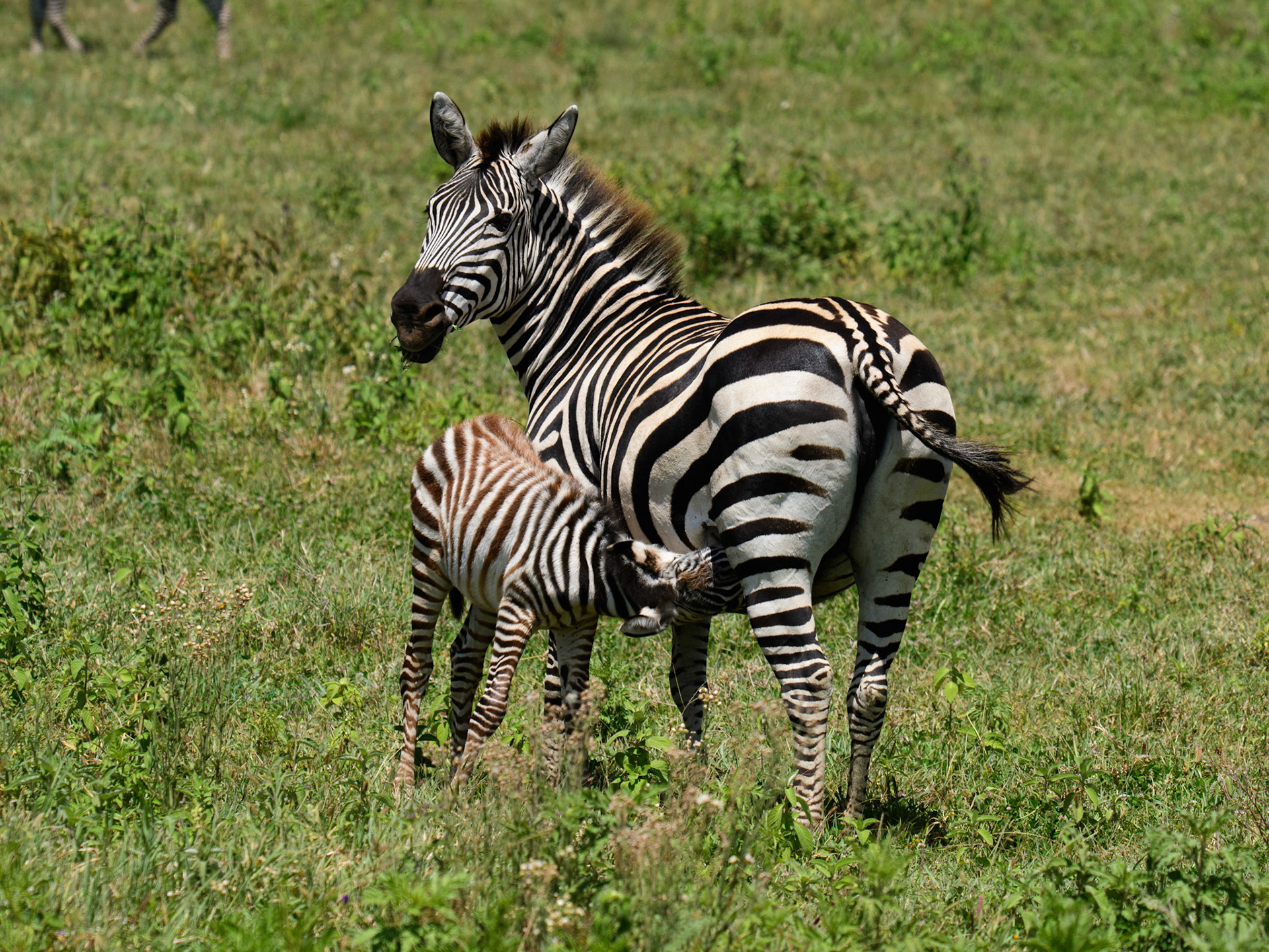 Zebra