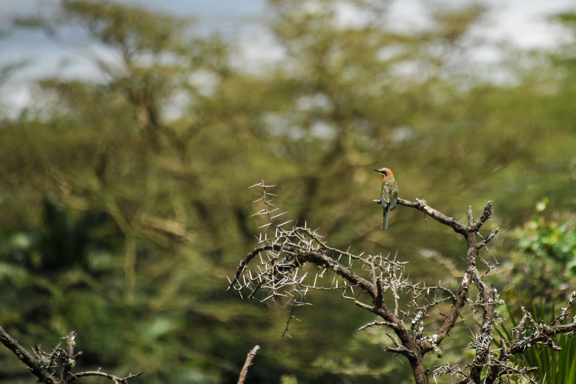 White-fronted Bee-eater