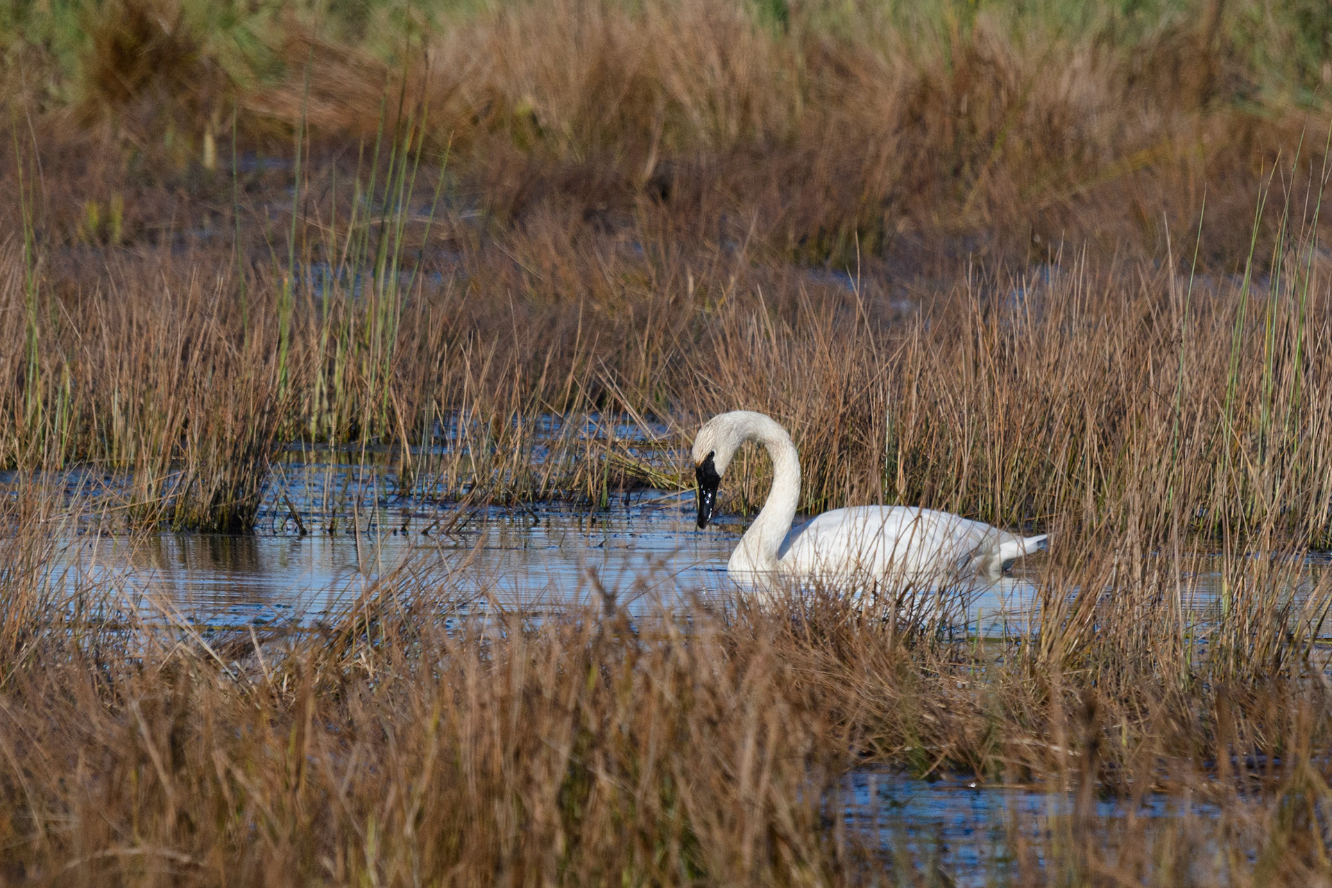 Trumpeter swan
