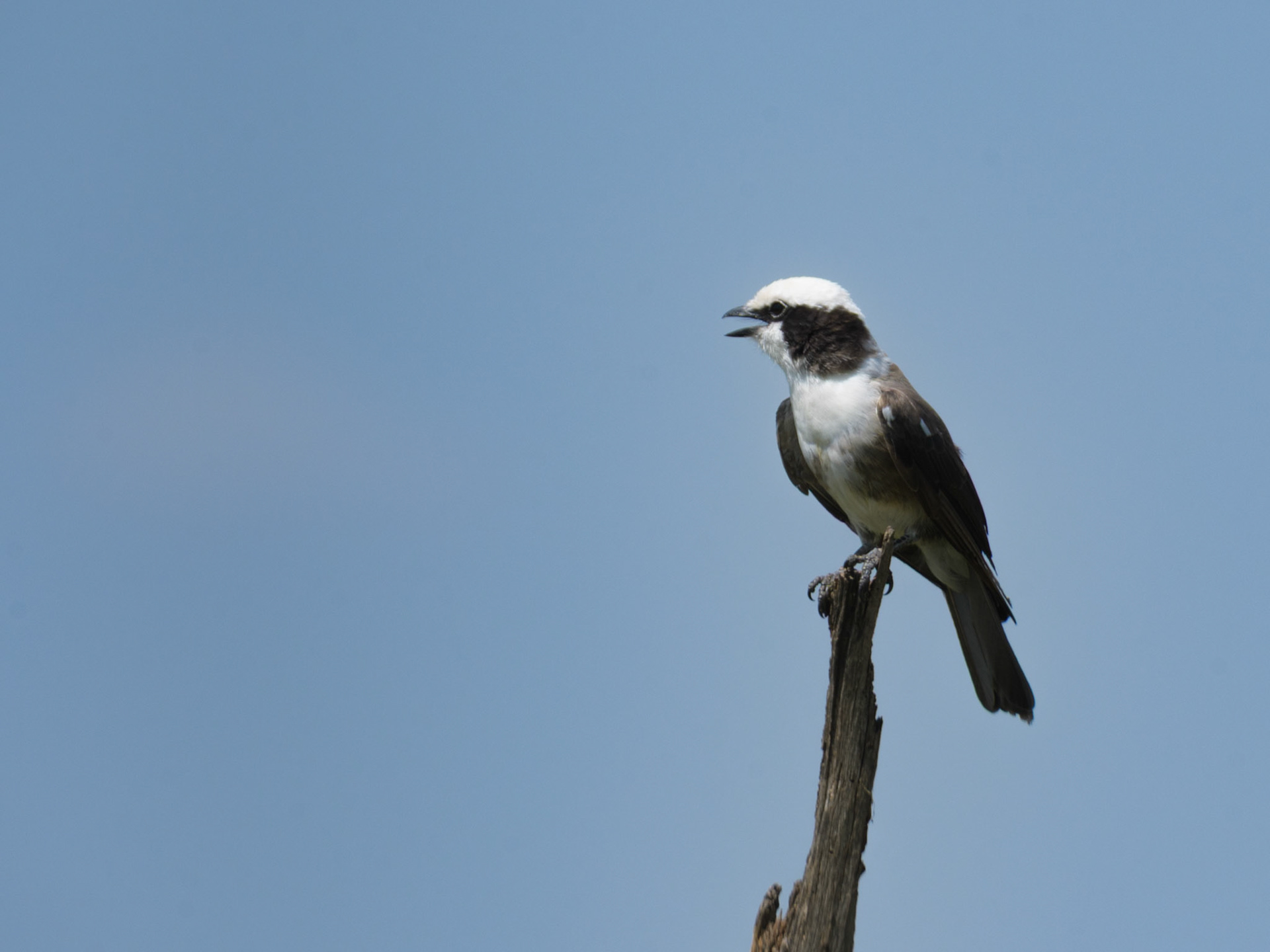 Northern White-Crowned Shrike