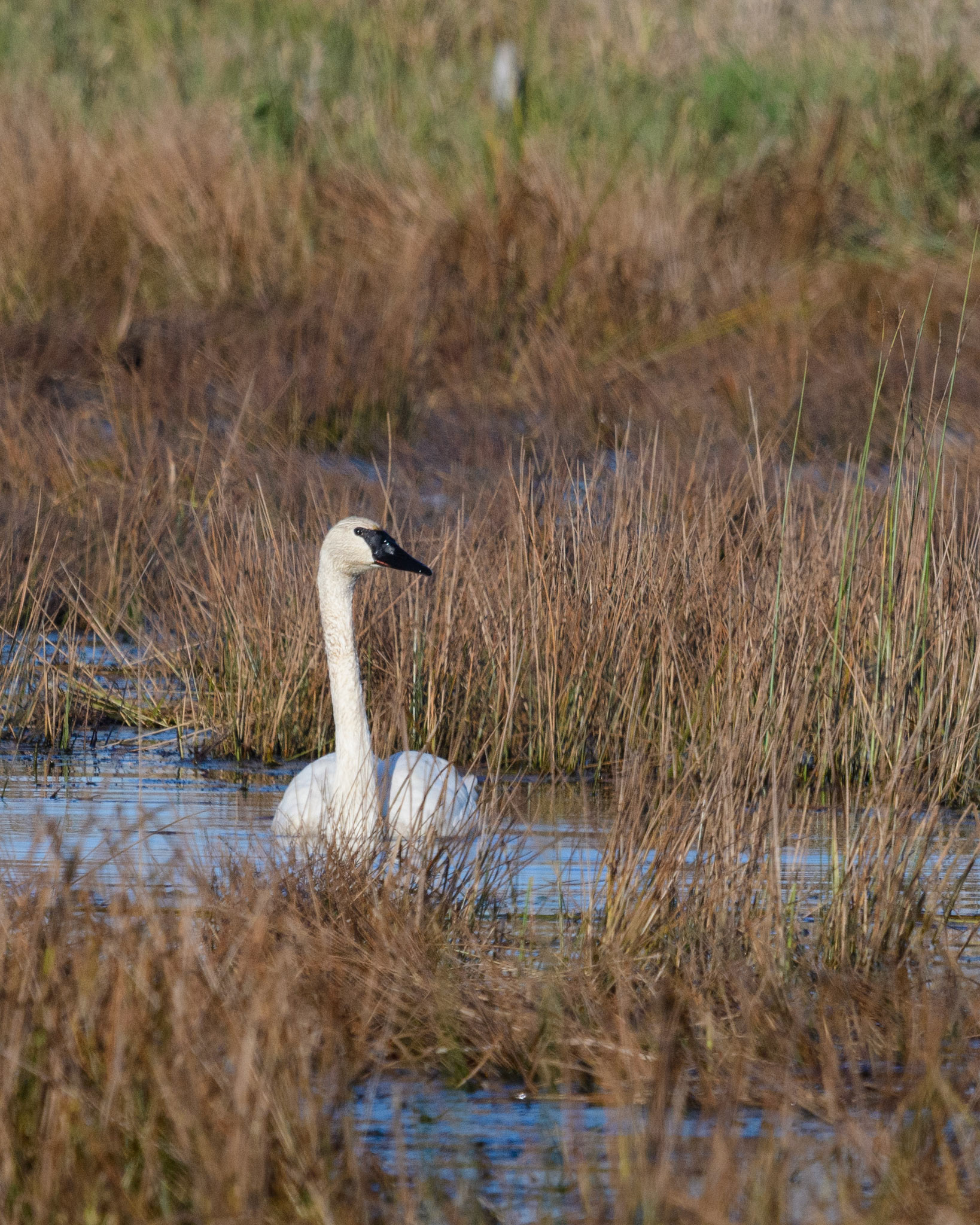 Trumpeter swan