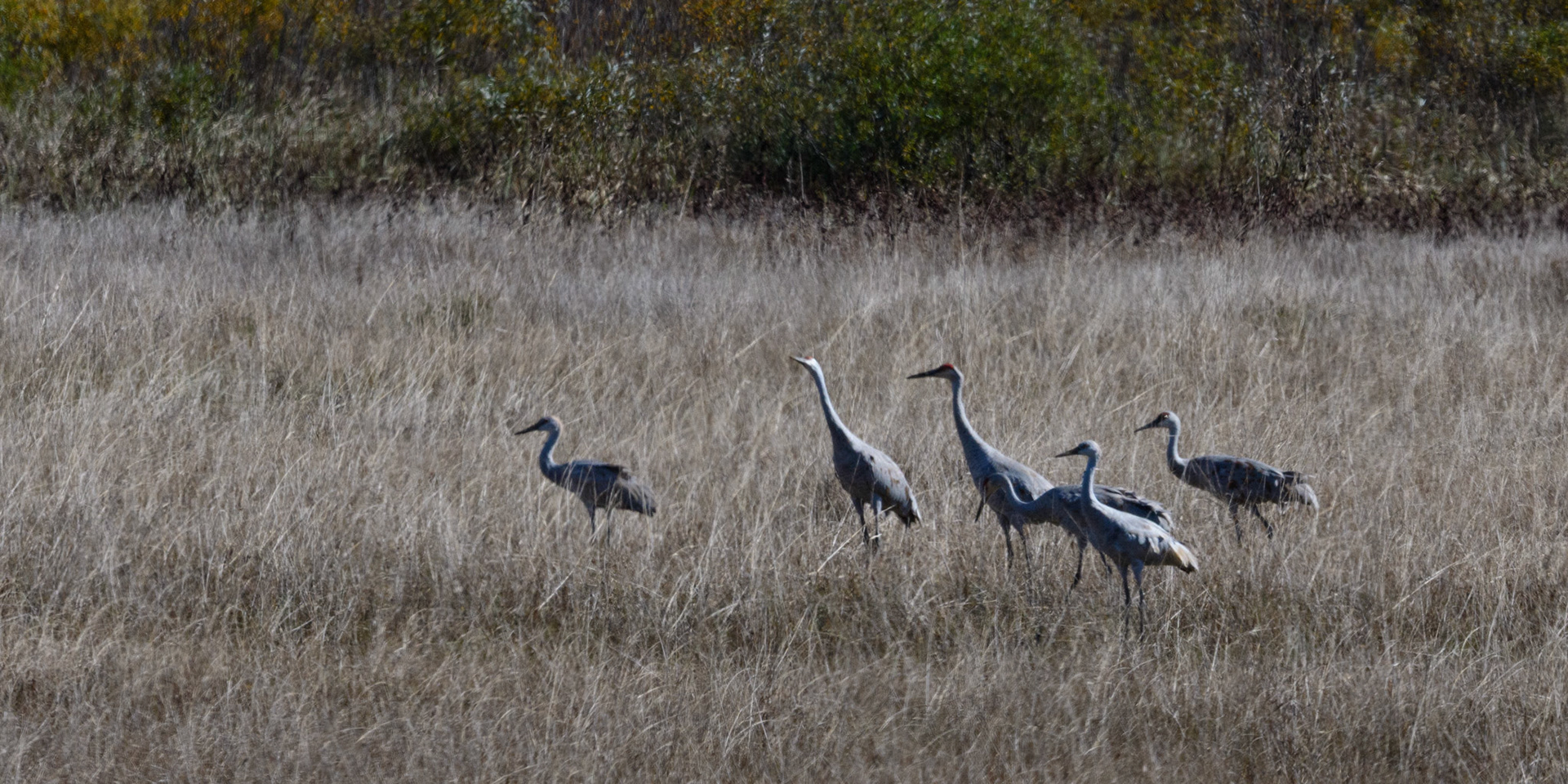 Sandhill crane