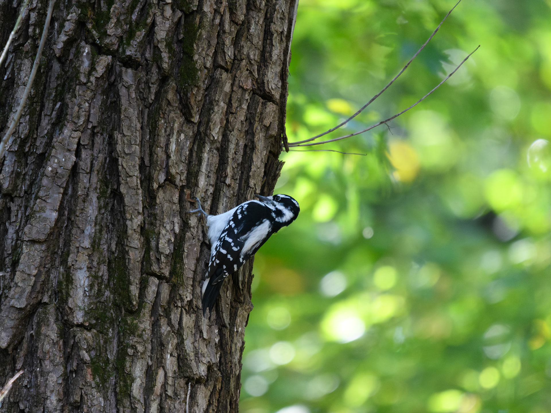 Downy Woodpecker