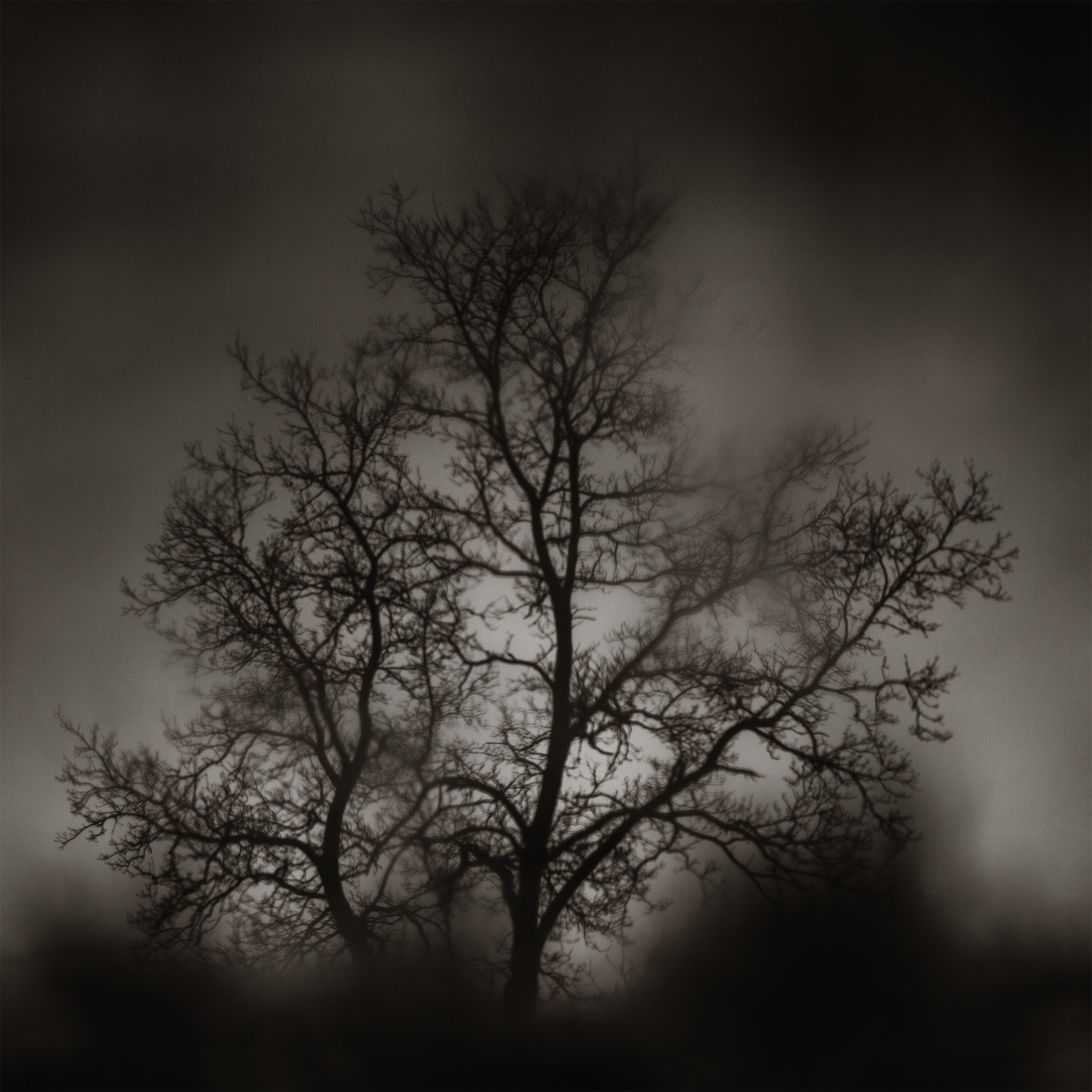 Tree Without Roots