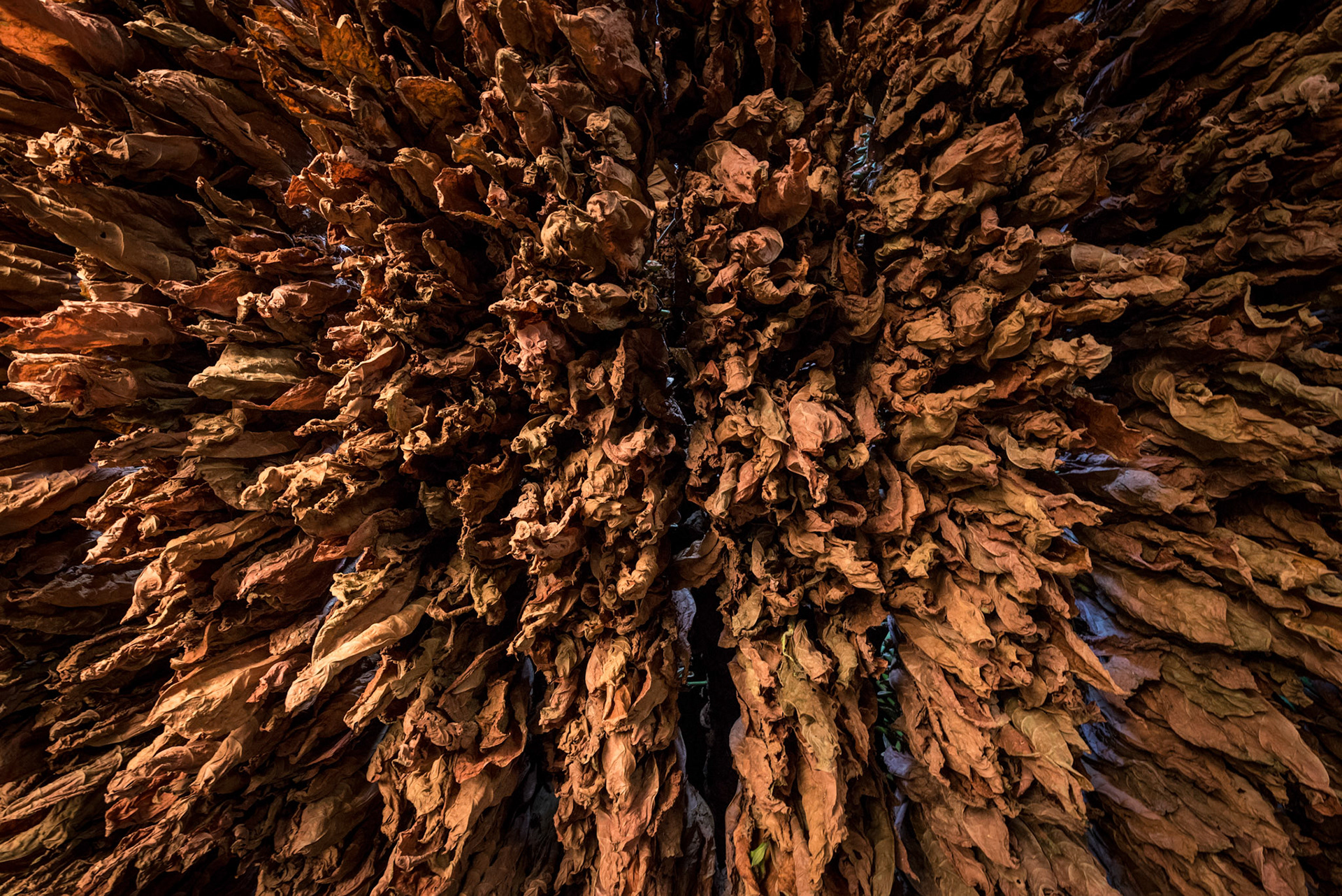 Looking Up In The Drying House