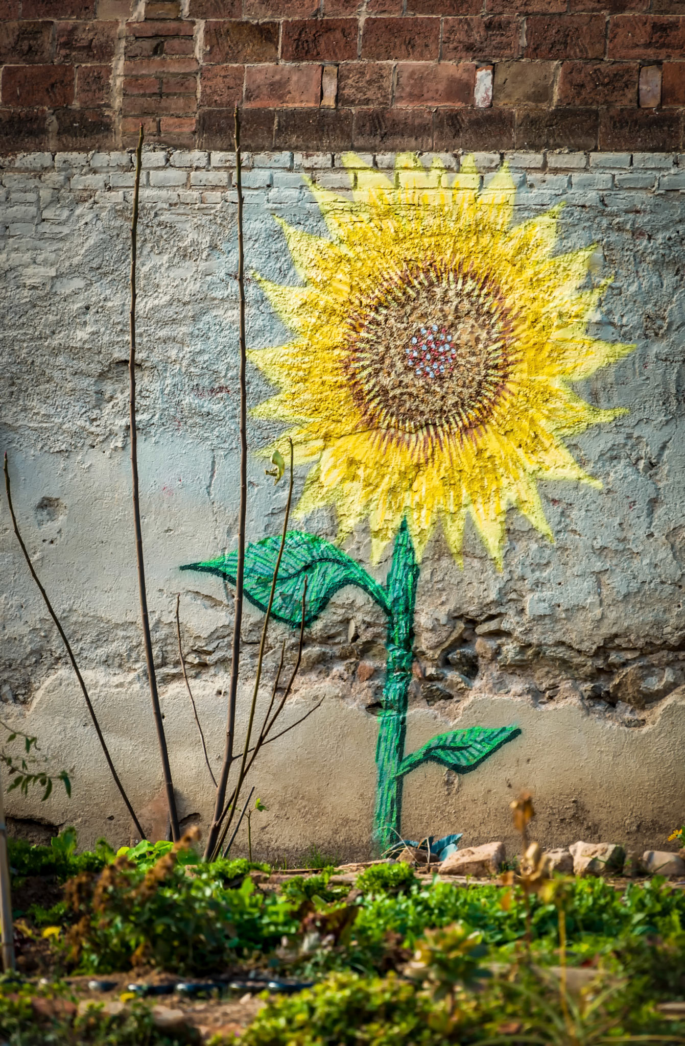 From Tiny Paint Cans, Mighty Sunflowers Grow