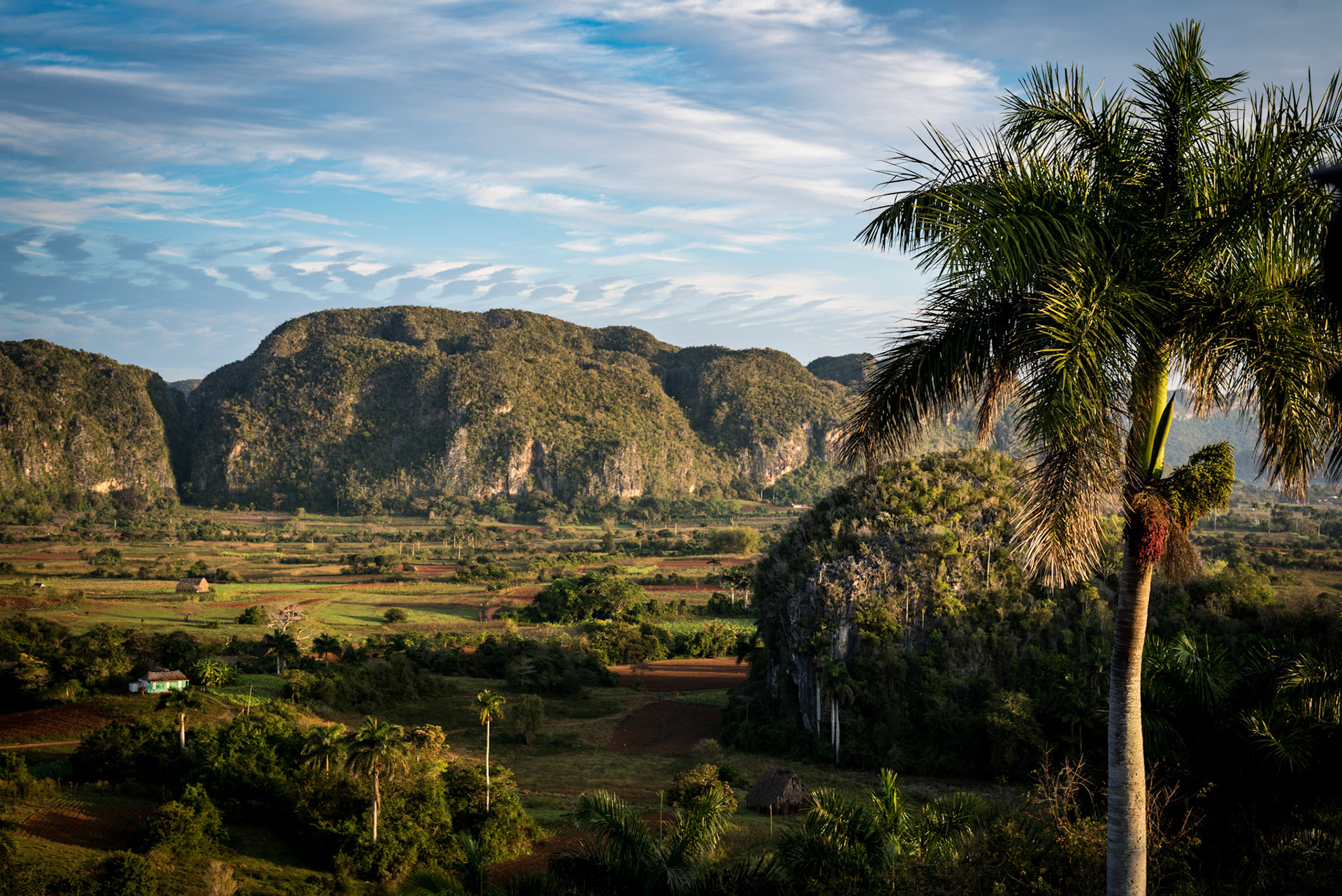 Palm Over The Valley