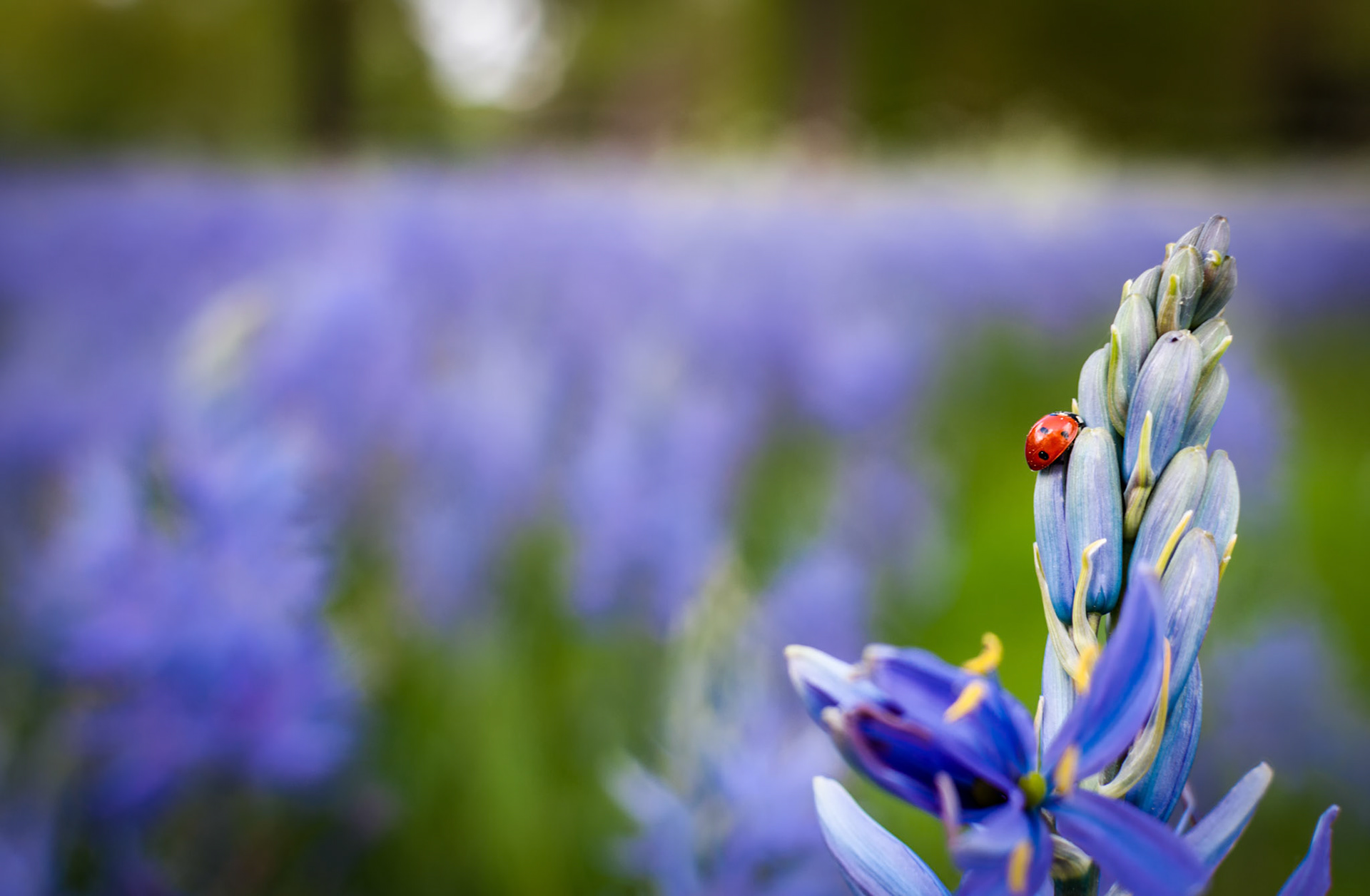 Lady Amongst The Purple