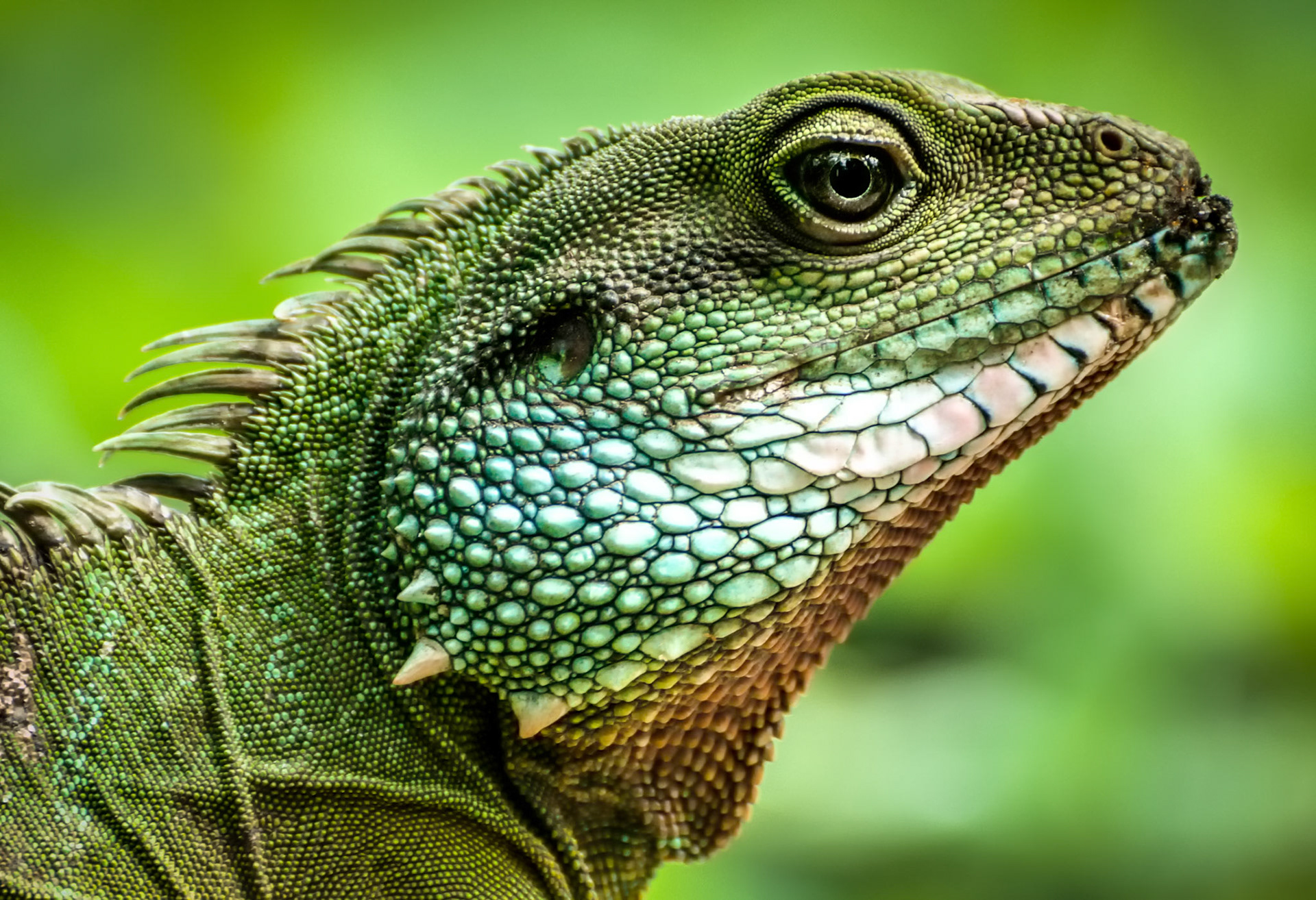 How Very Distinguished