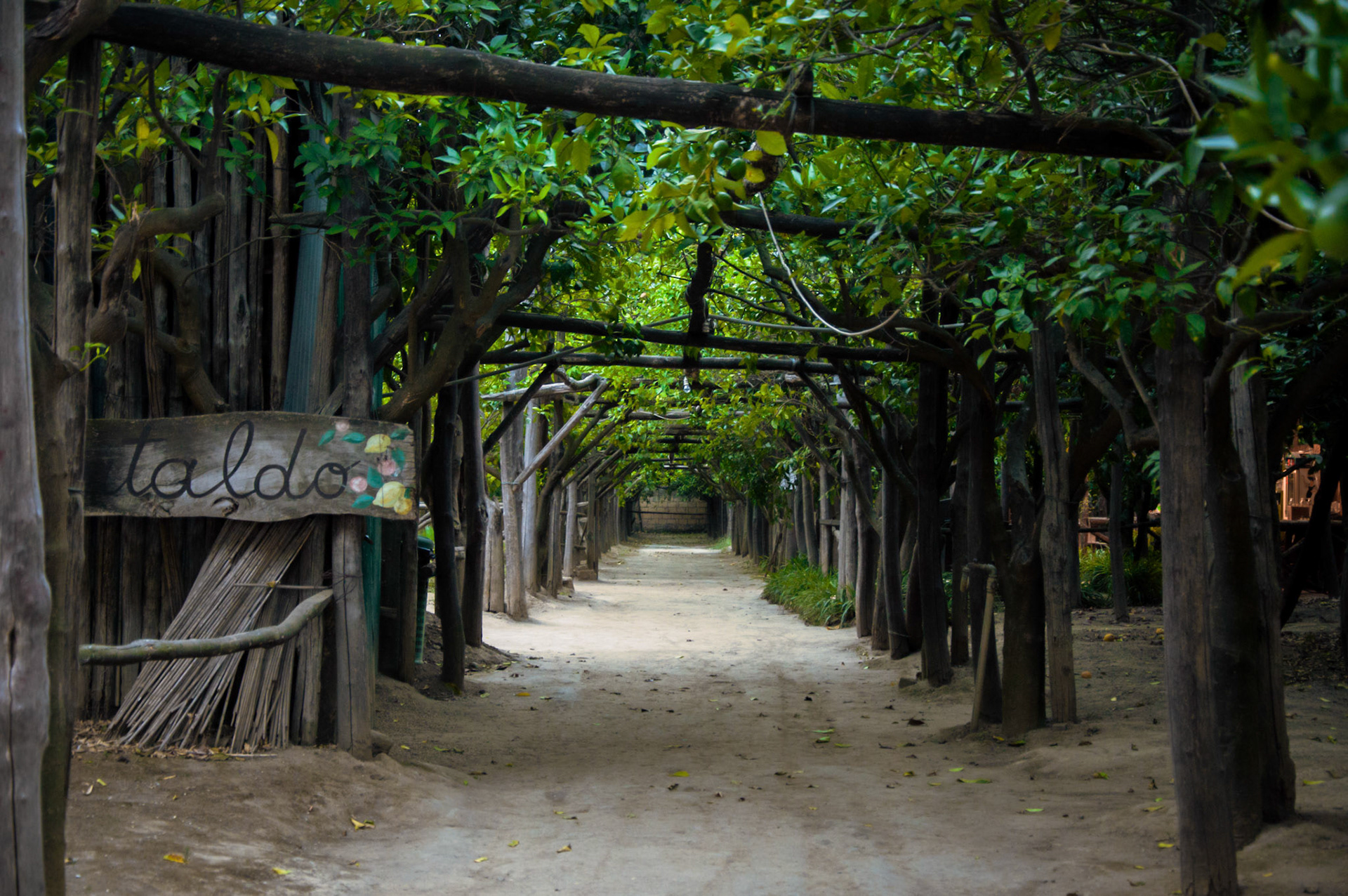 To get to town, we had to walk through the lemon grove. It was a the best commute I've ever done.