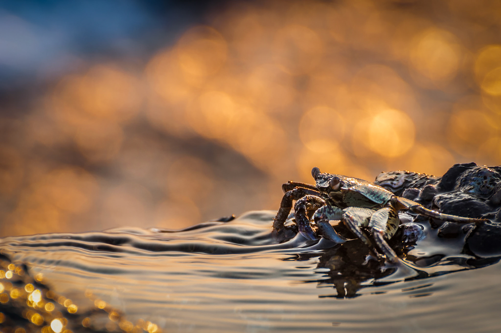 Basking in the morning sun