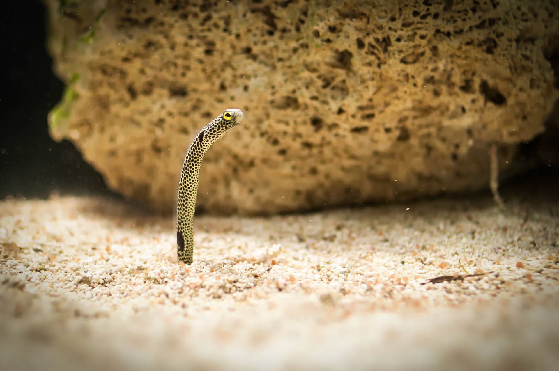 What You Looking At?