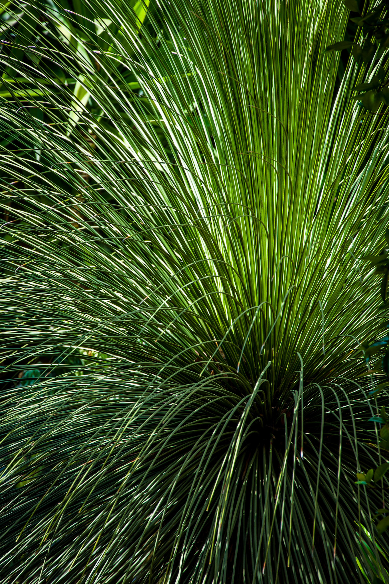 In foreign lands, you see many plants that you're not used to. This thin leaved plant was beautiful.