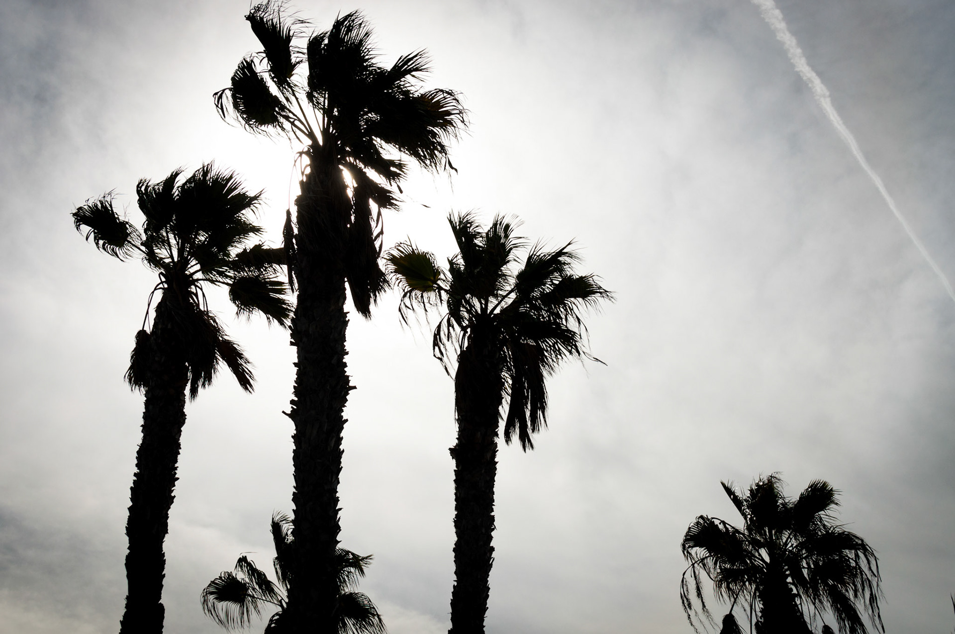 Palms In The Sun