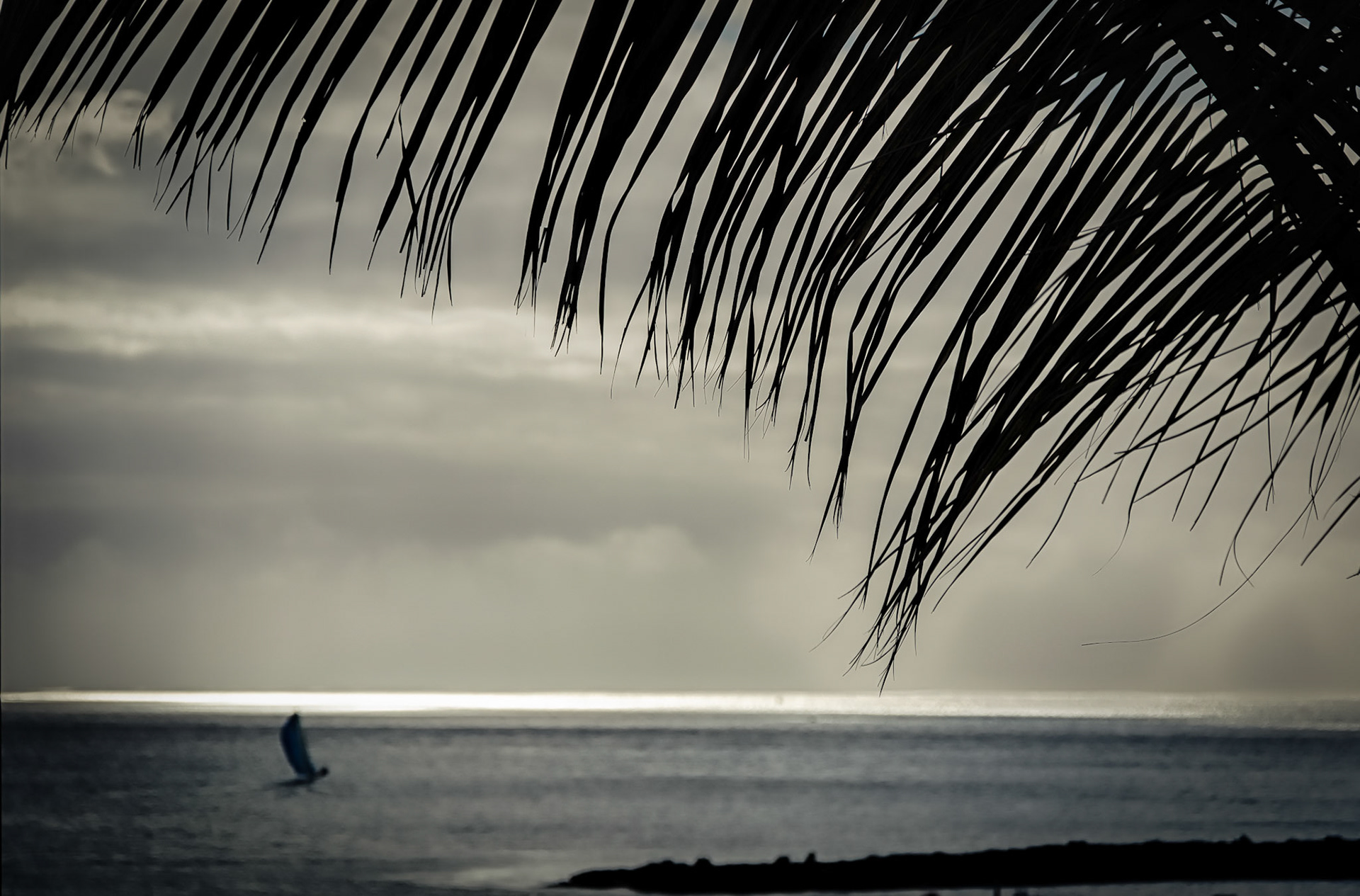 Sailing Under The Palms