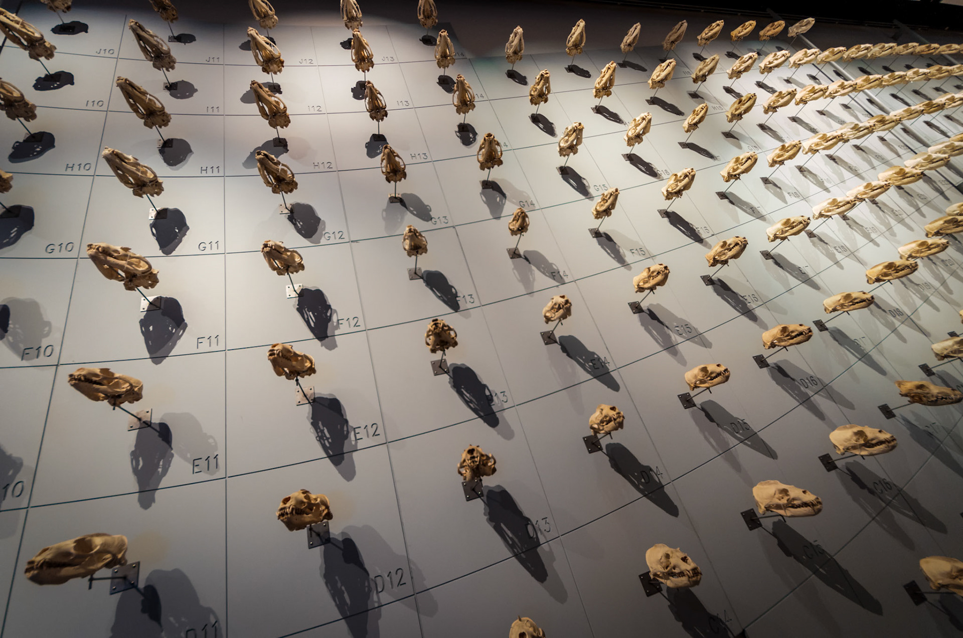 As far as the eye socket can see