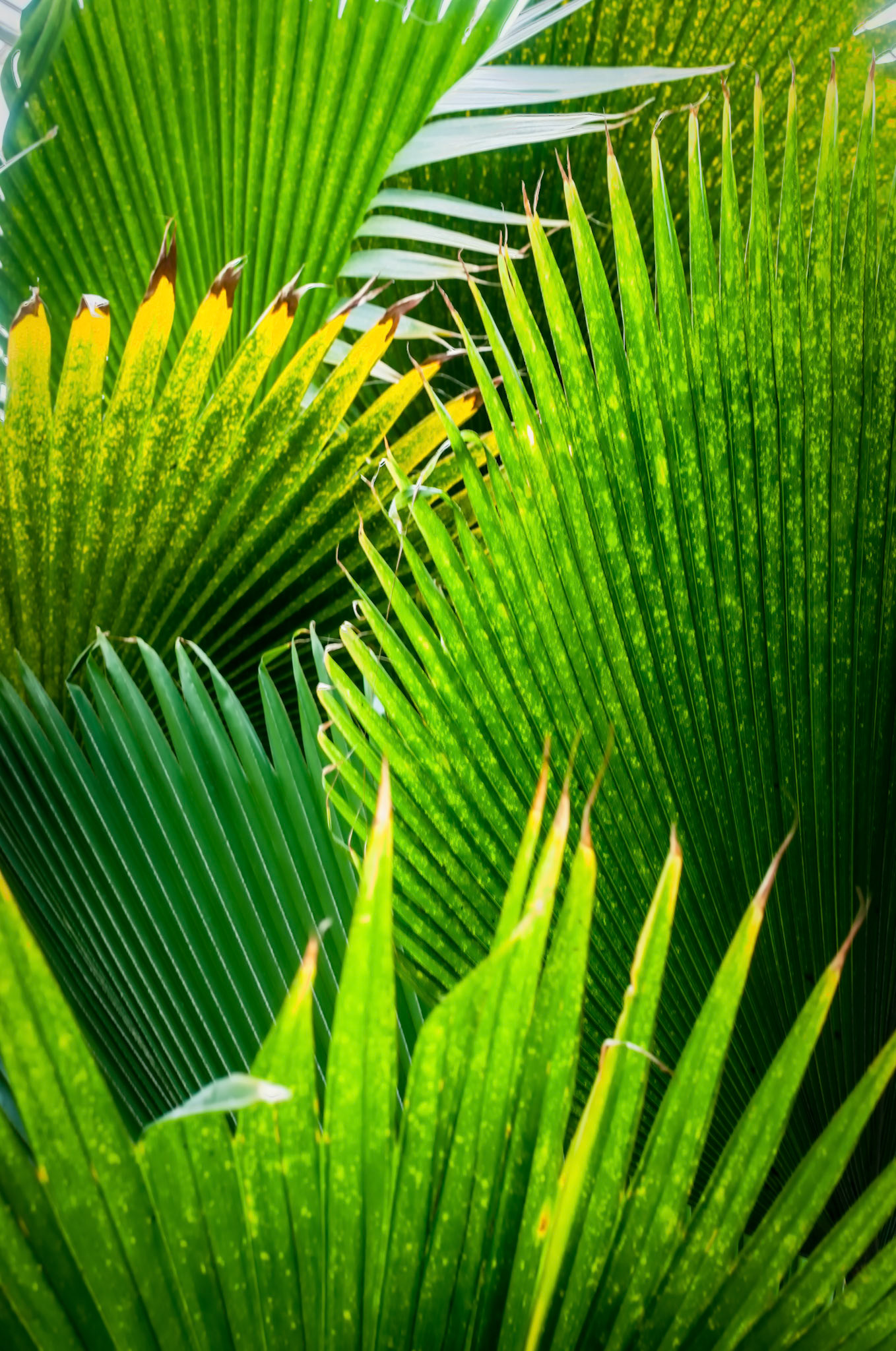 Under The Canopies, In The Shade