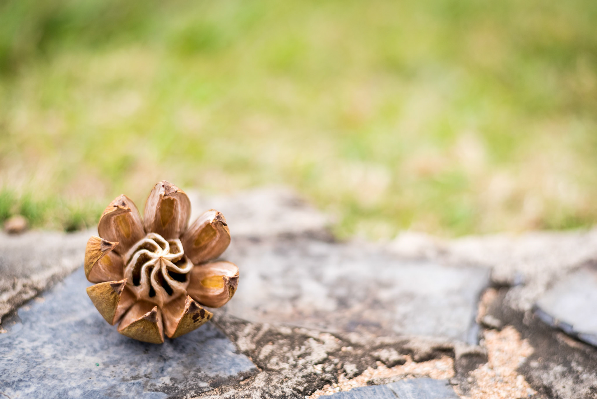 What Is This Seed Pod?