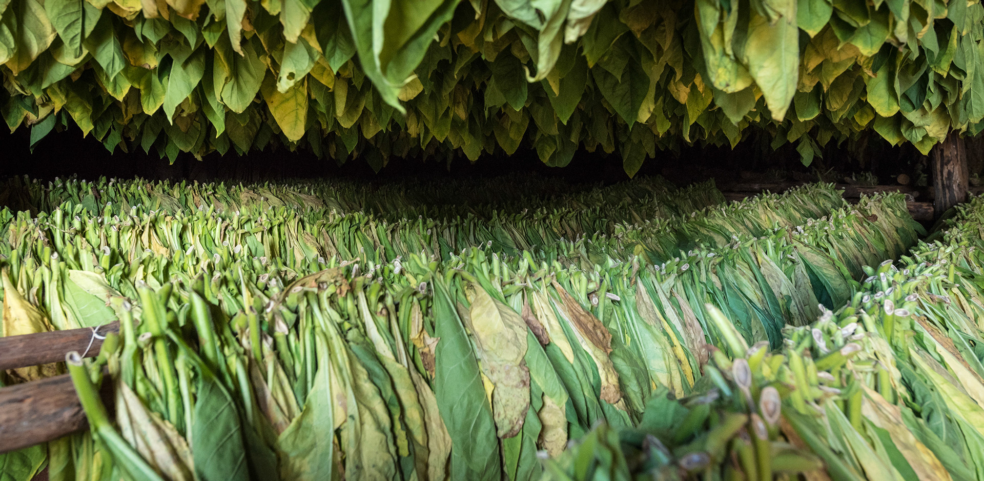 Fresh In The Drying House