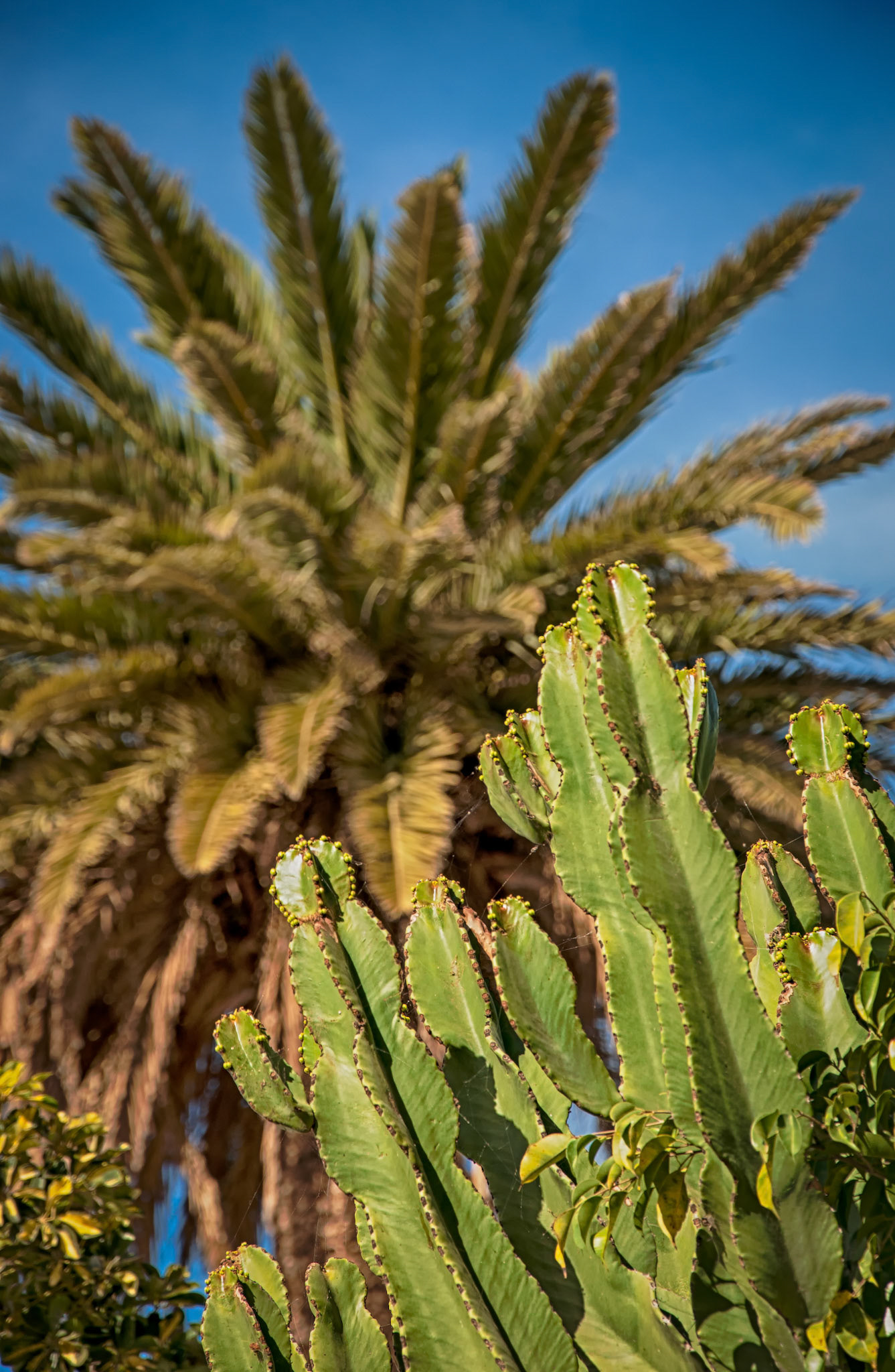 Cactus And Palms